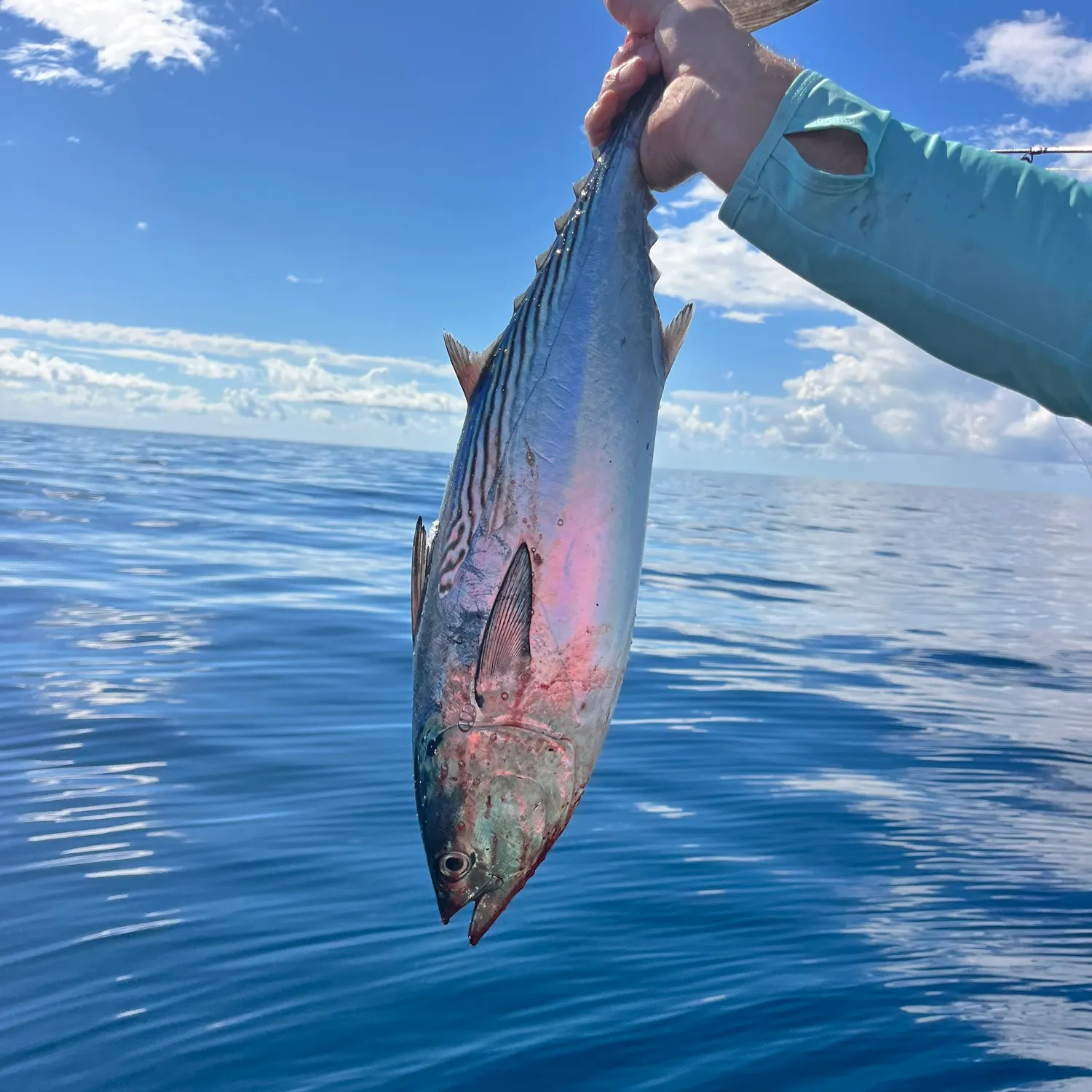 The most recent Albacore catches on Fishbrain