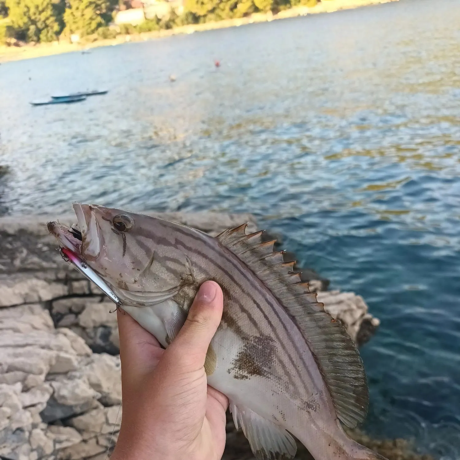 The most recent Goldblotched grouper catches on Fishbrain