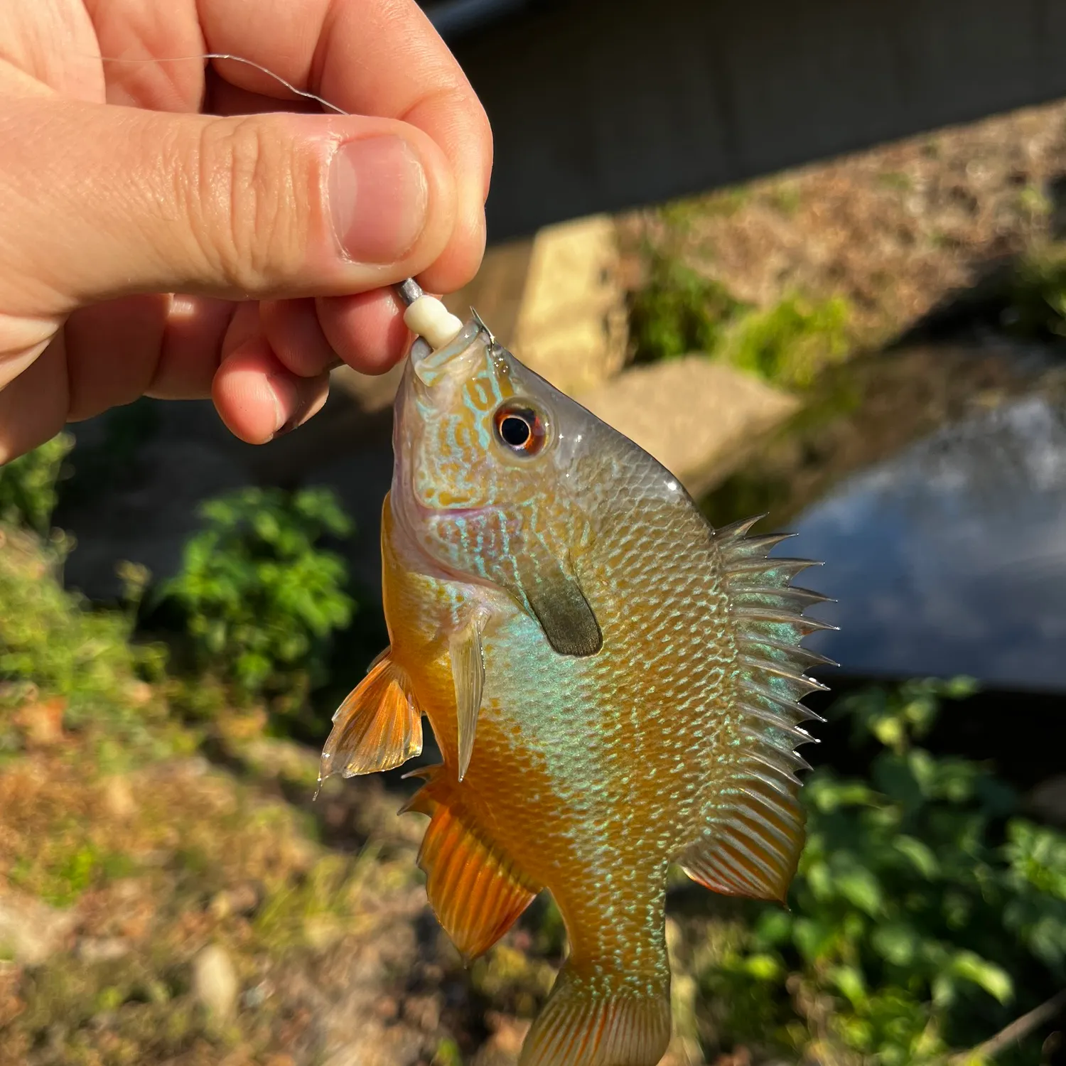 The most recent Plains longear sunfish catches on Fishbrain