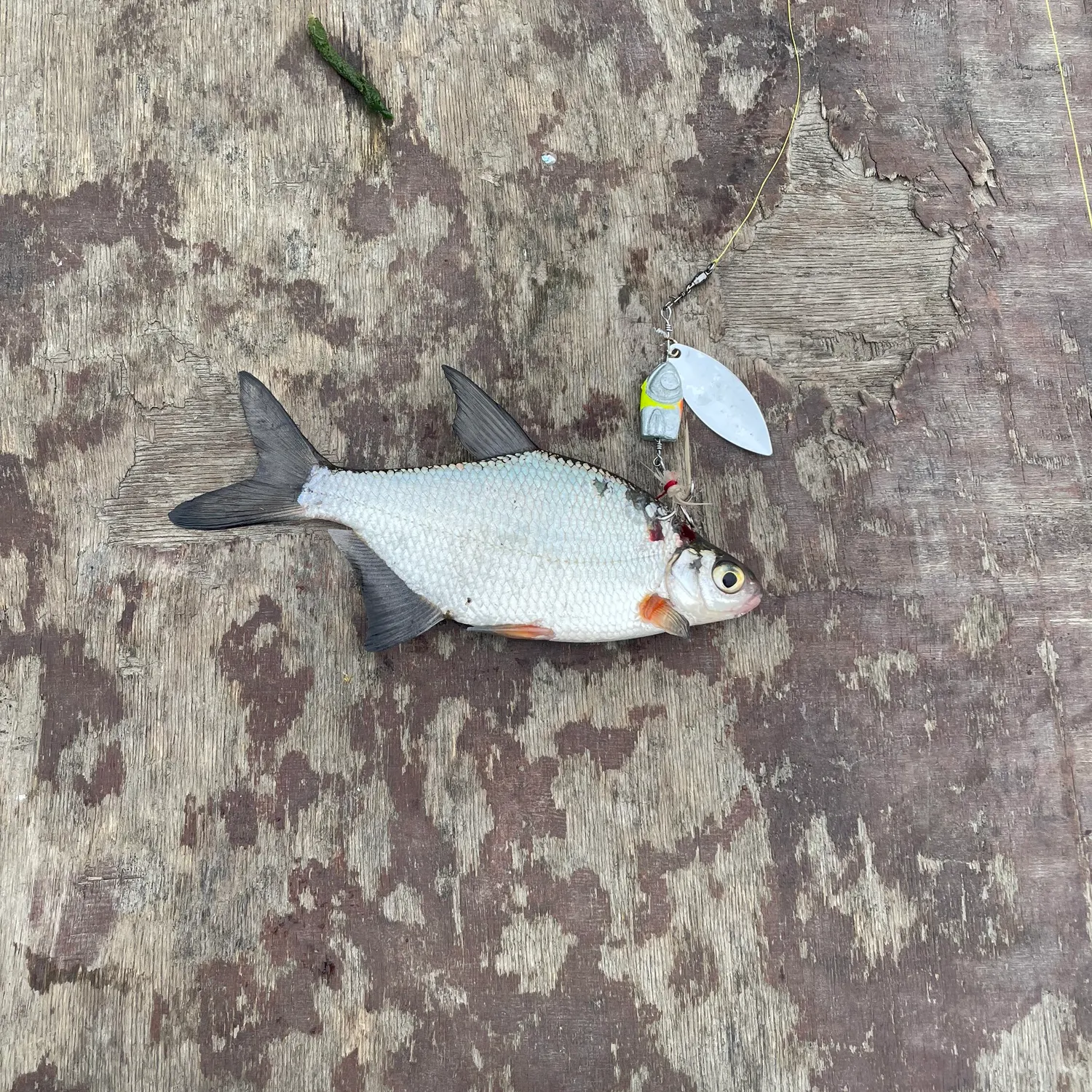 The most recent Zope catches on Fishbrain