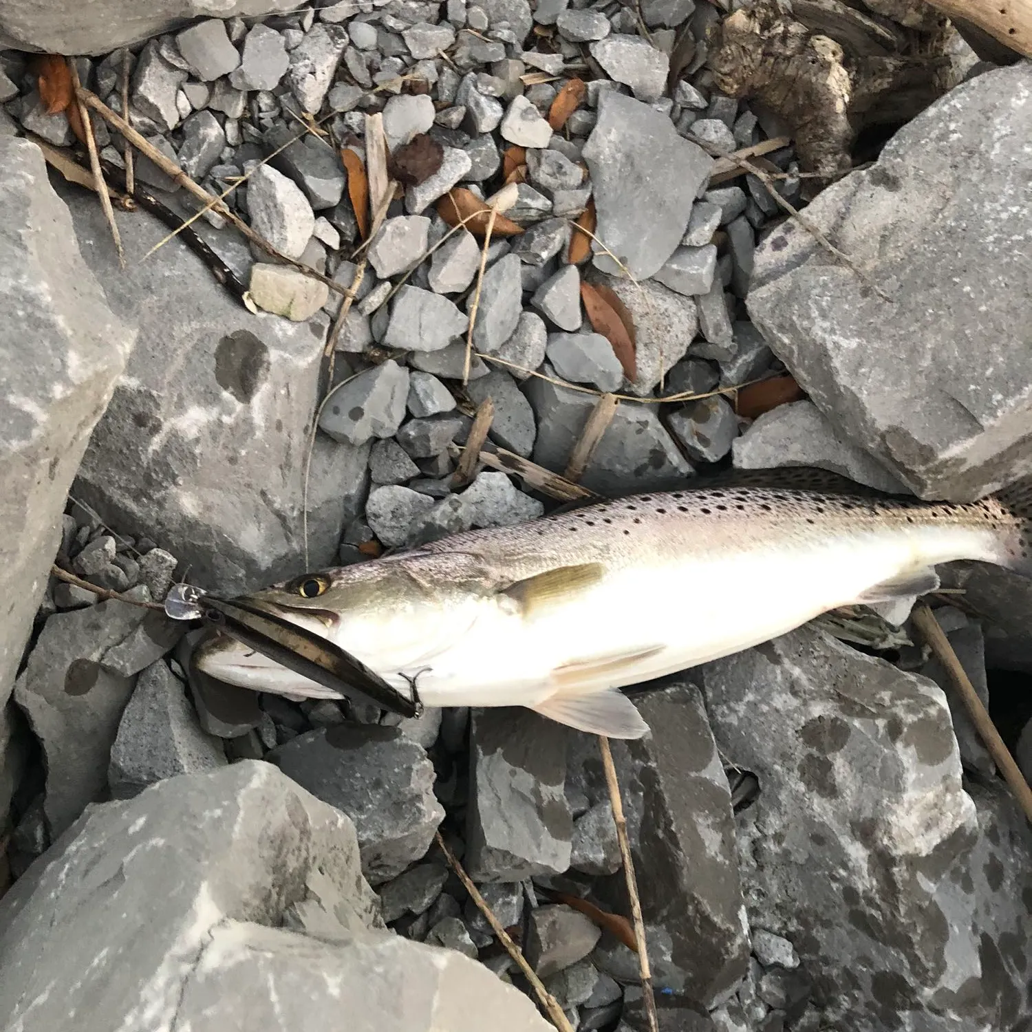 angler catch