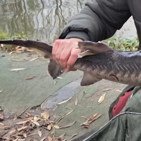 The most recent Siberian sturgeon catches on Fishbrain