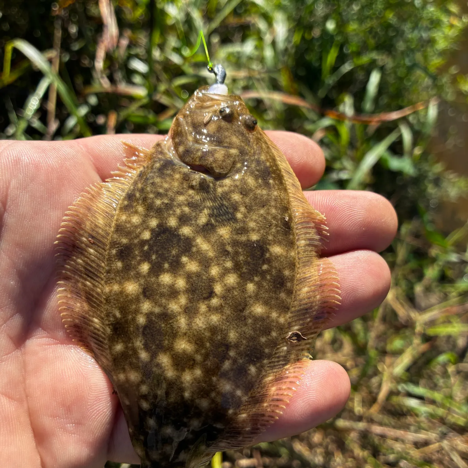 Southern flounder caught on Fishbrain