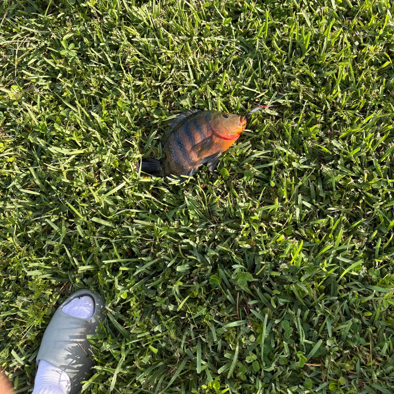 Mayan cichlid caught on Fishbrain