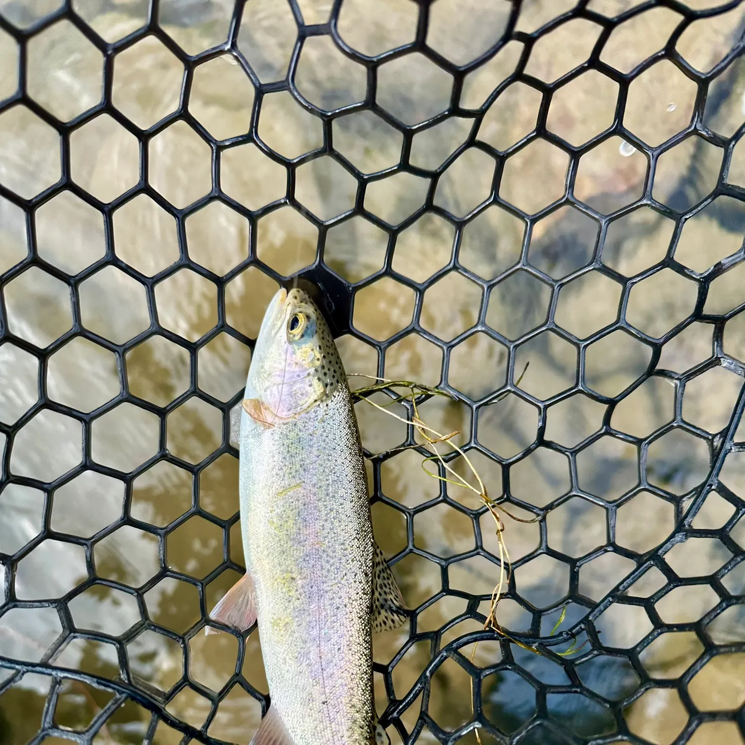 Rainbow trout caught on Fishbrain