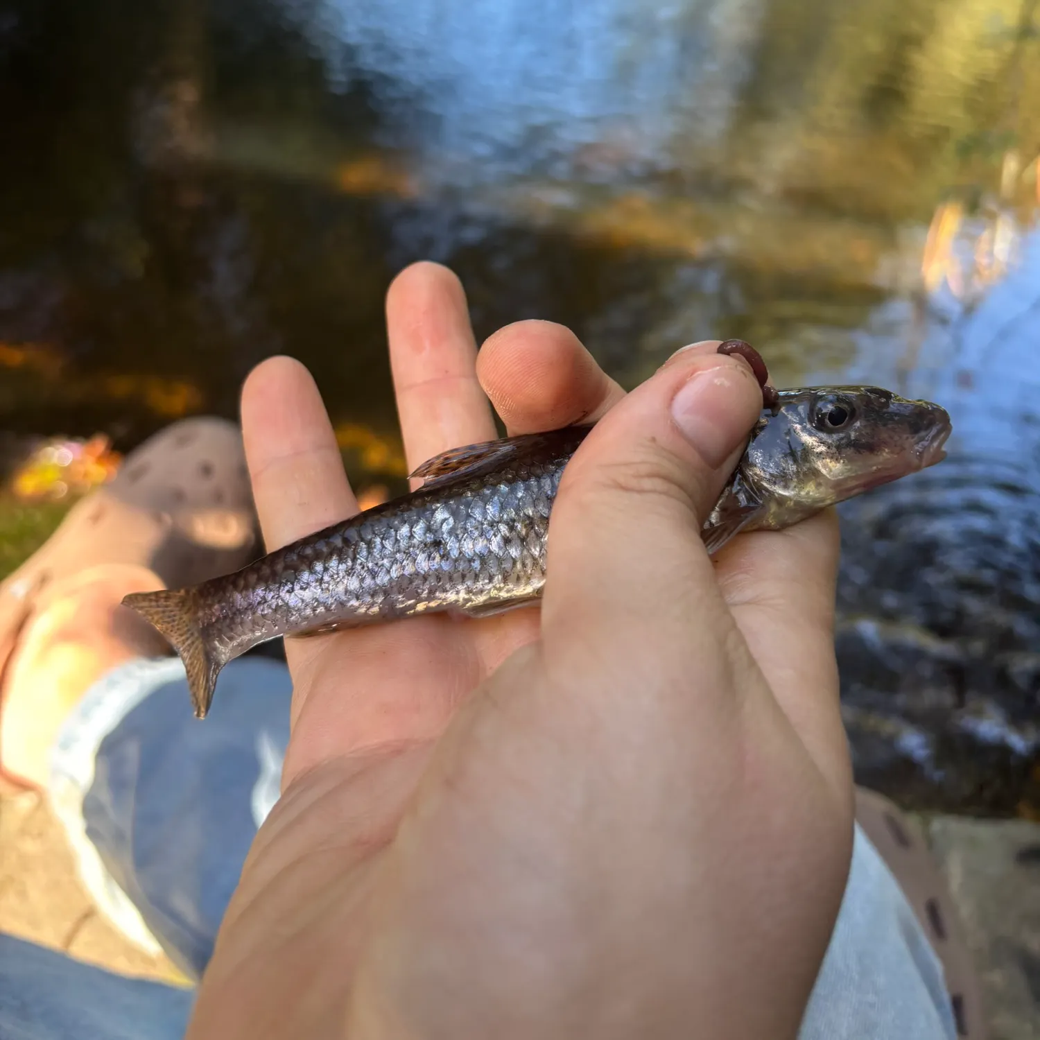 Gudgeon caught on Fishbrain