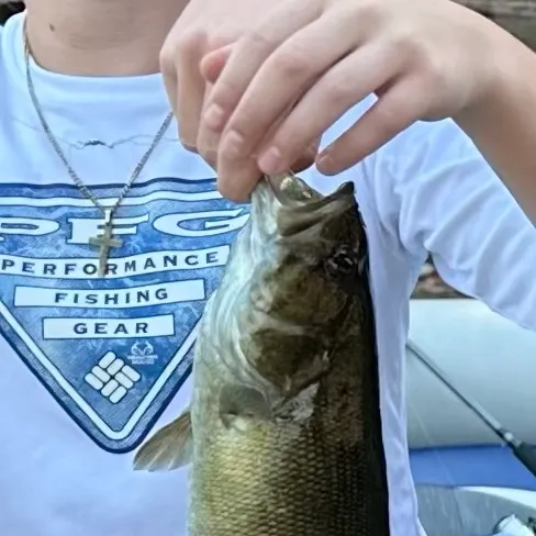 Smallmouth bass caught on Fishbrain