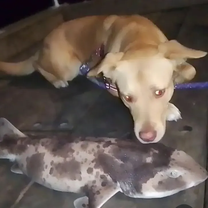 The most recent Swellshark catches on Fishbrain