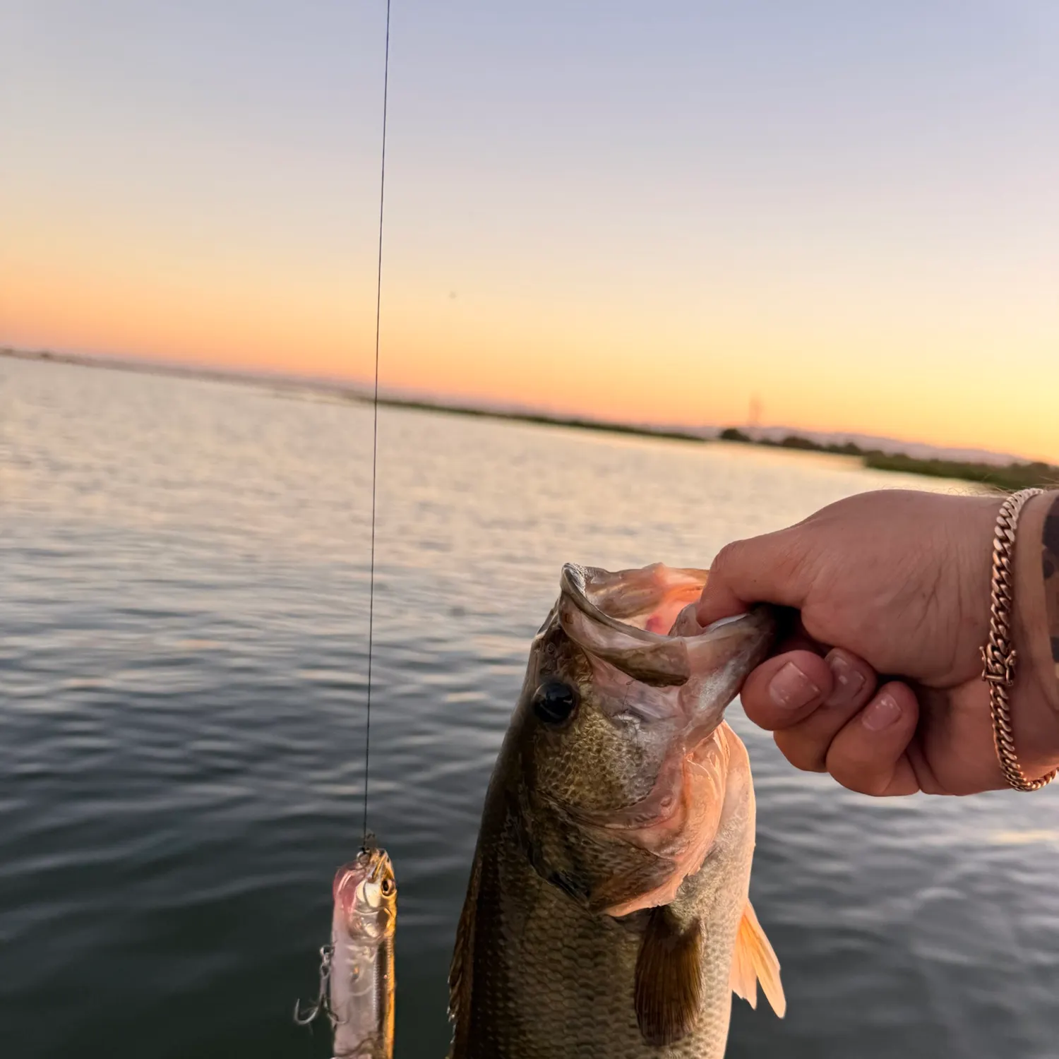 Largemouth bass caught on Fishbrain