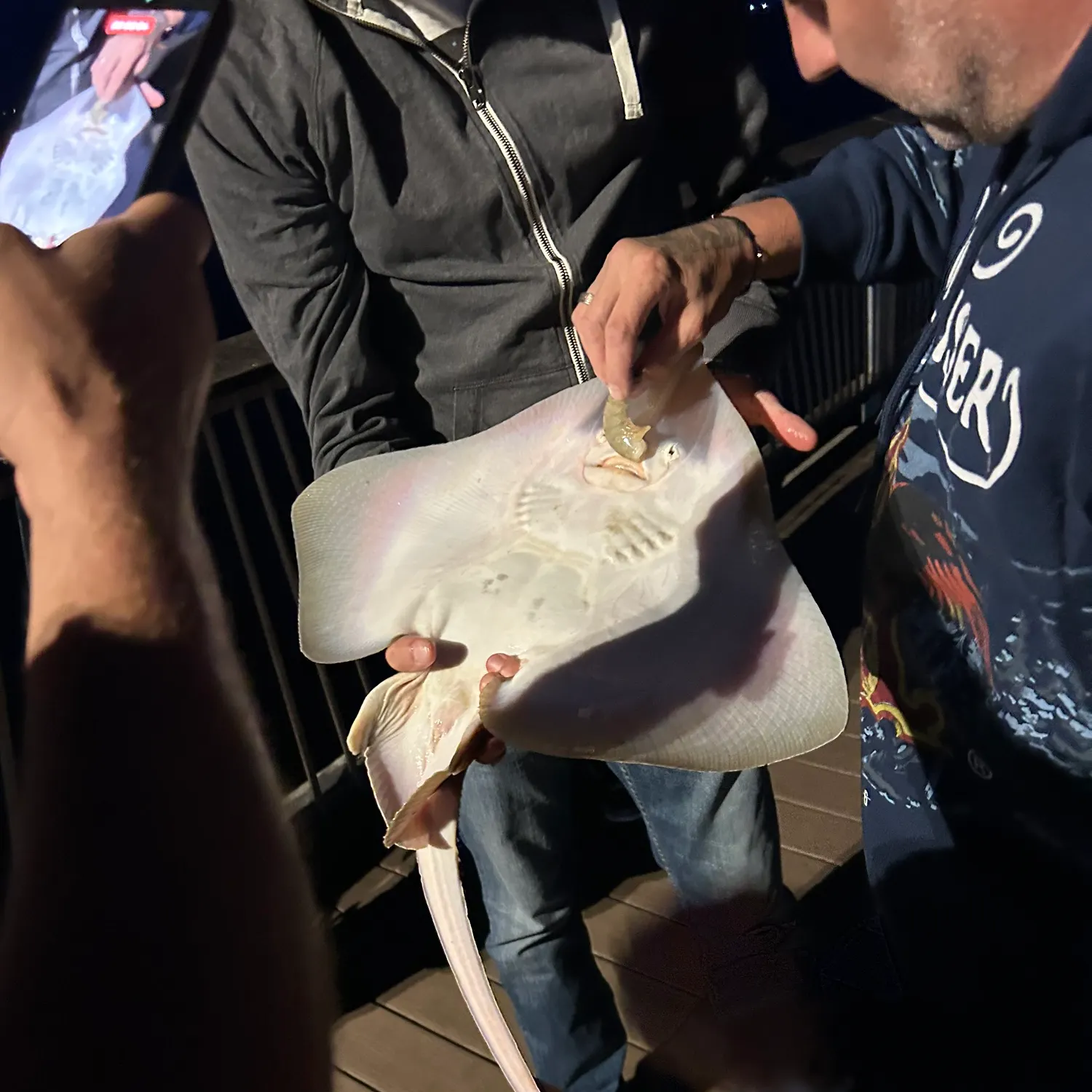 Blue skate caught on Fishbrain