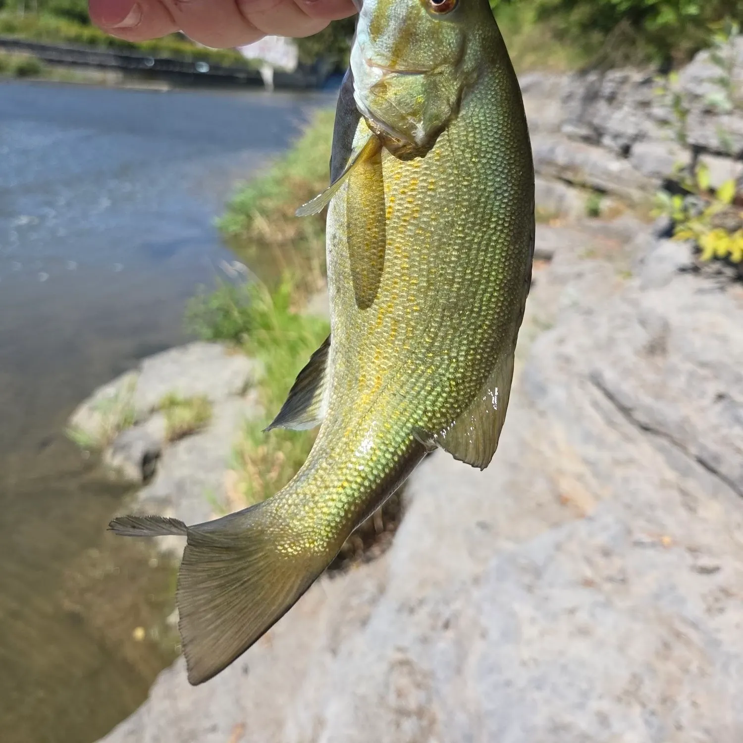 Smallmouth bass caught on Fishbrain