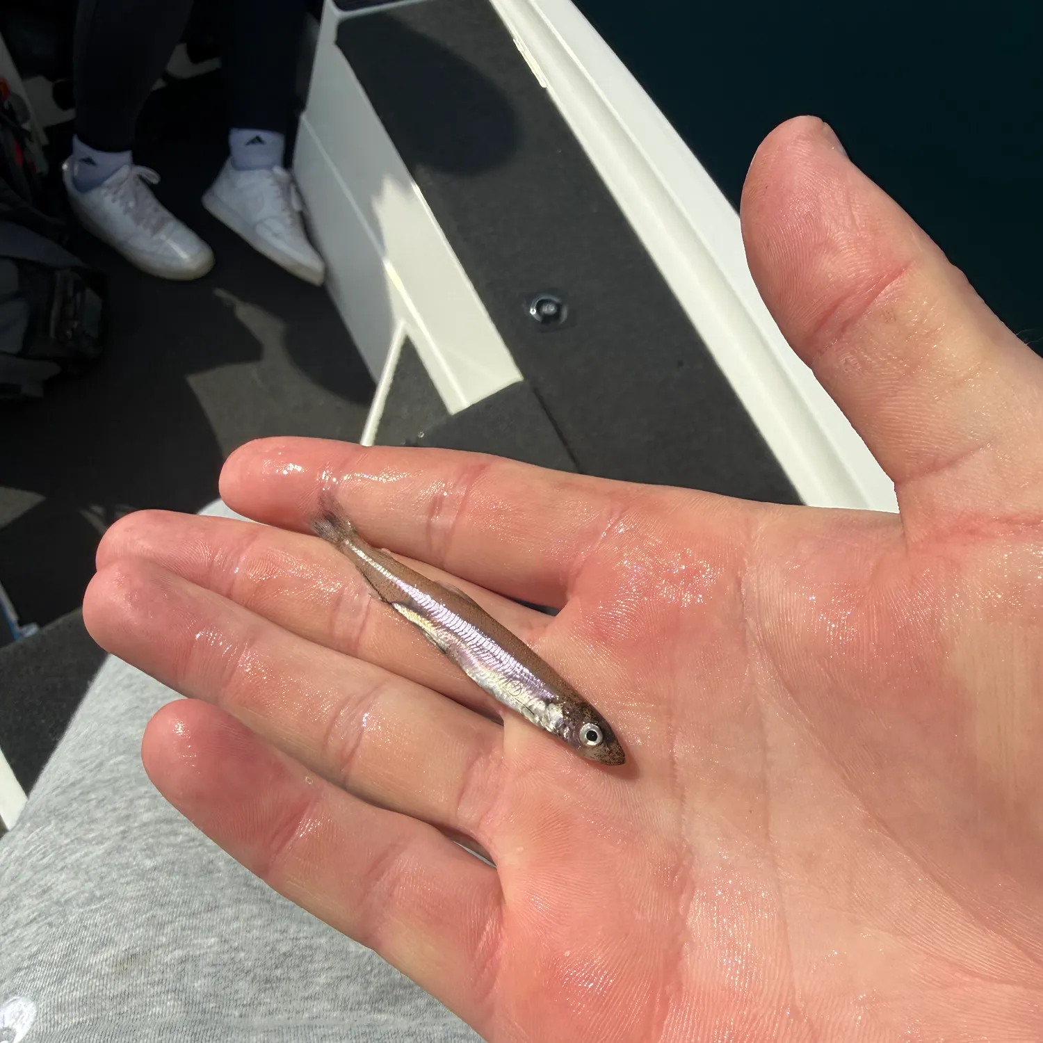 The most recent Emerald shiner catches on Fishbrain