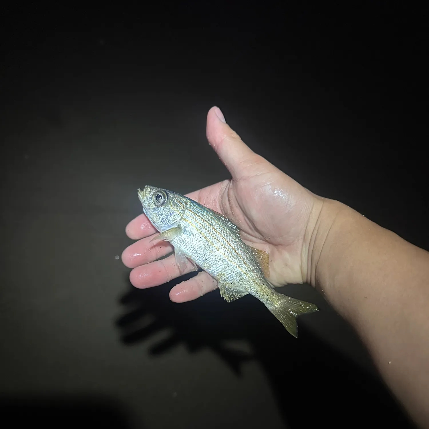 Yellowfin croaker caught on Fishbrain