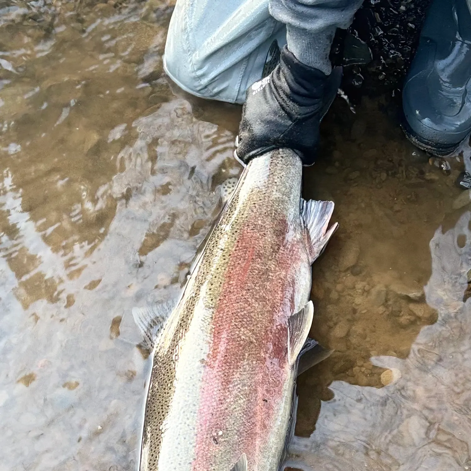 Steelhead caught on Fishbrain