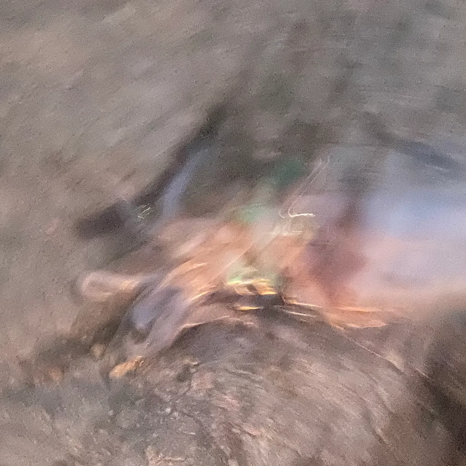 The most recent Longfin inshore squid catches on Fishbrain