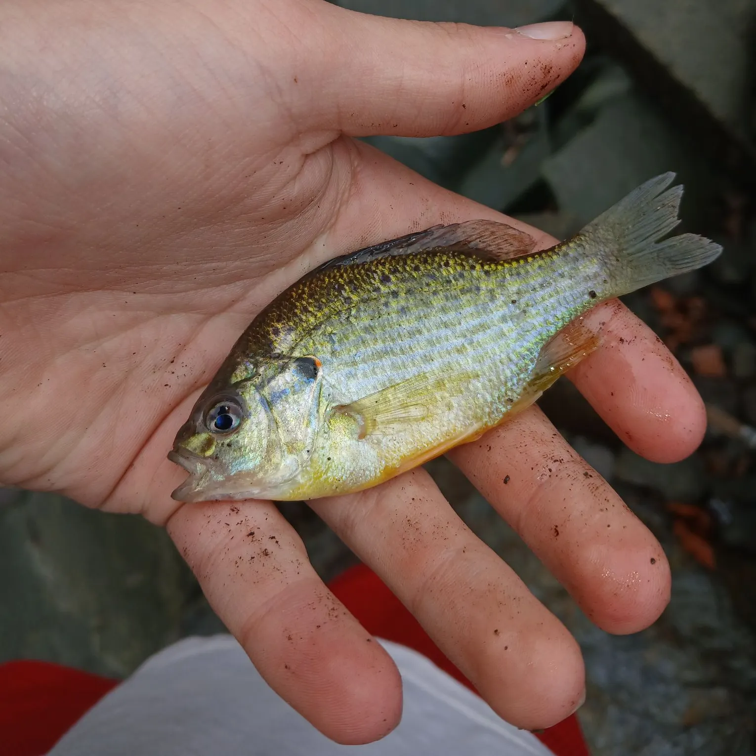 Redear sunfish caught on Fishbrain