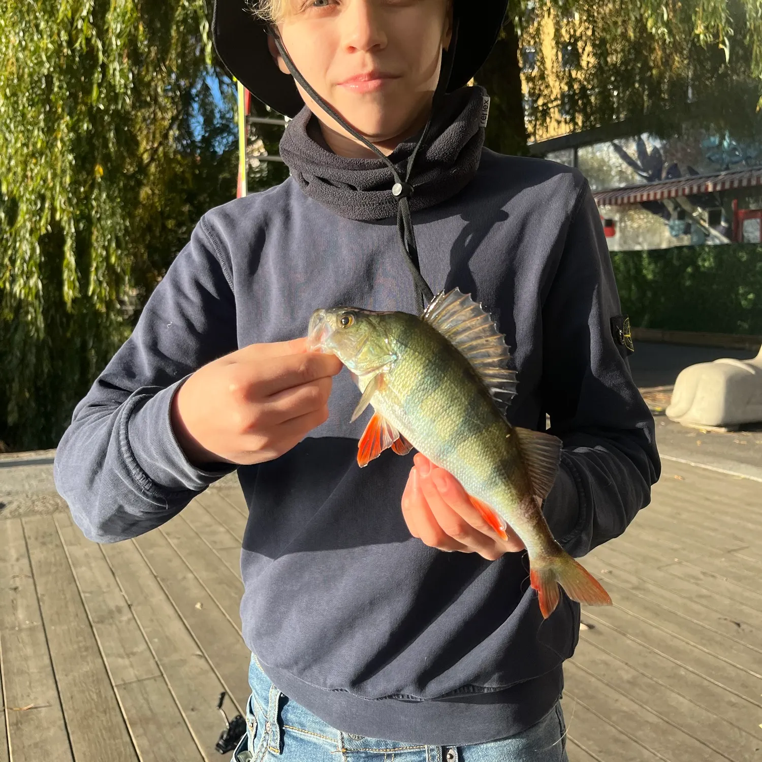 European perch caught on Fishbrain