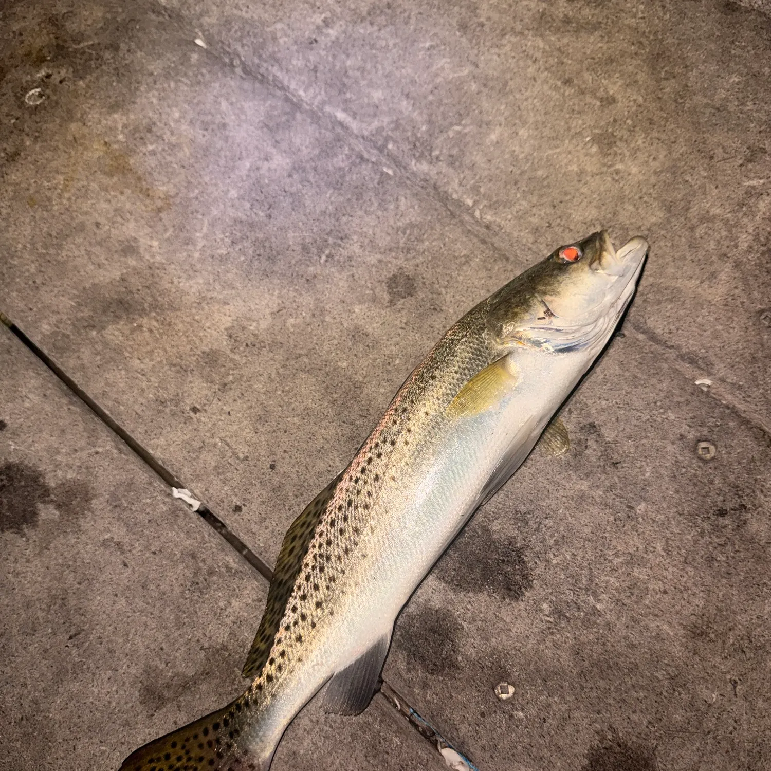 Spotted seatrout caught on Fishbrain