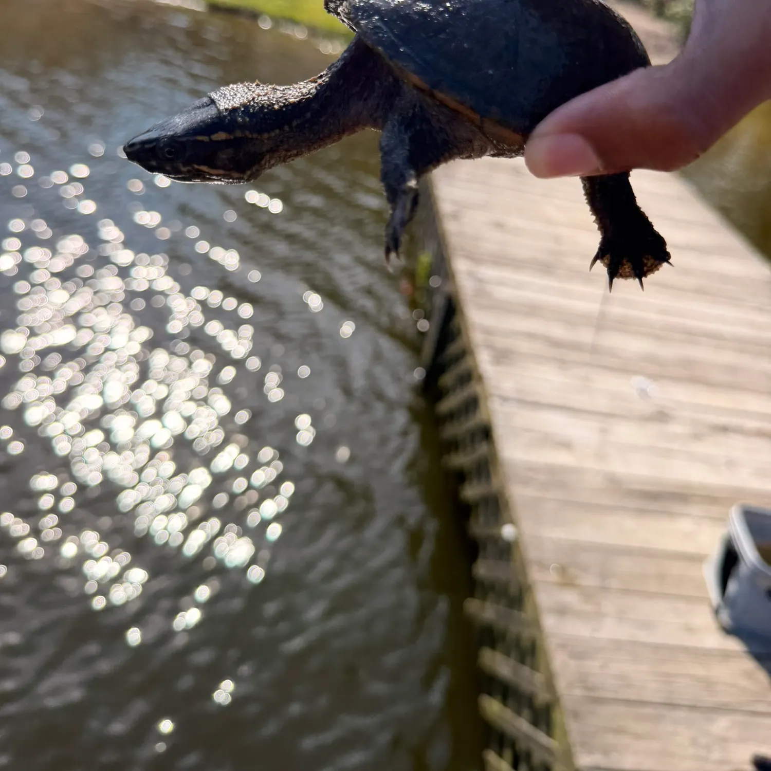 Common snapping turtle caught on Fishbrain