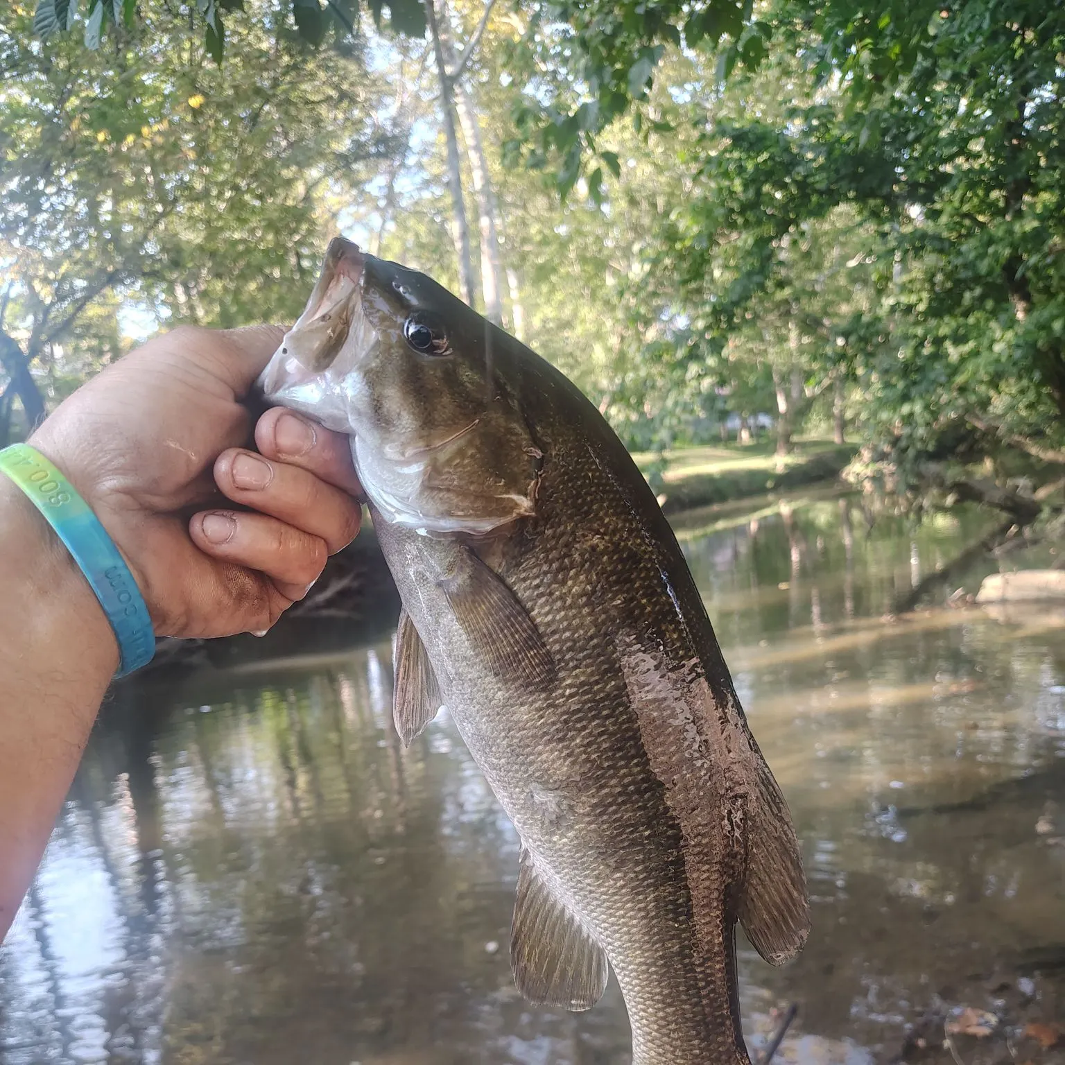 Smallmouth bass caught on Fishbrain
