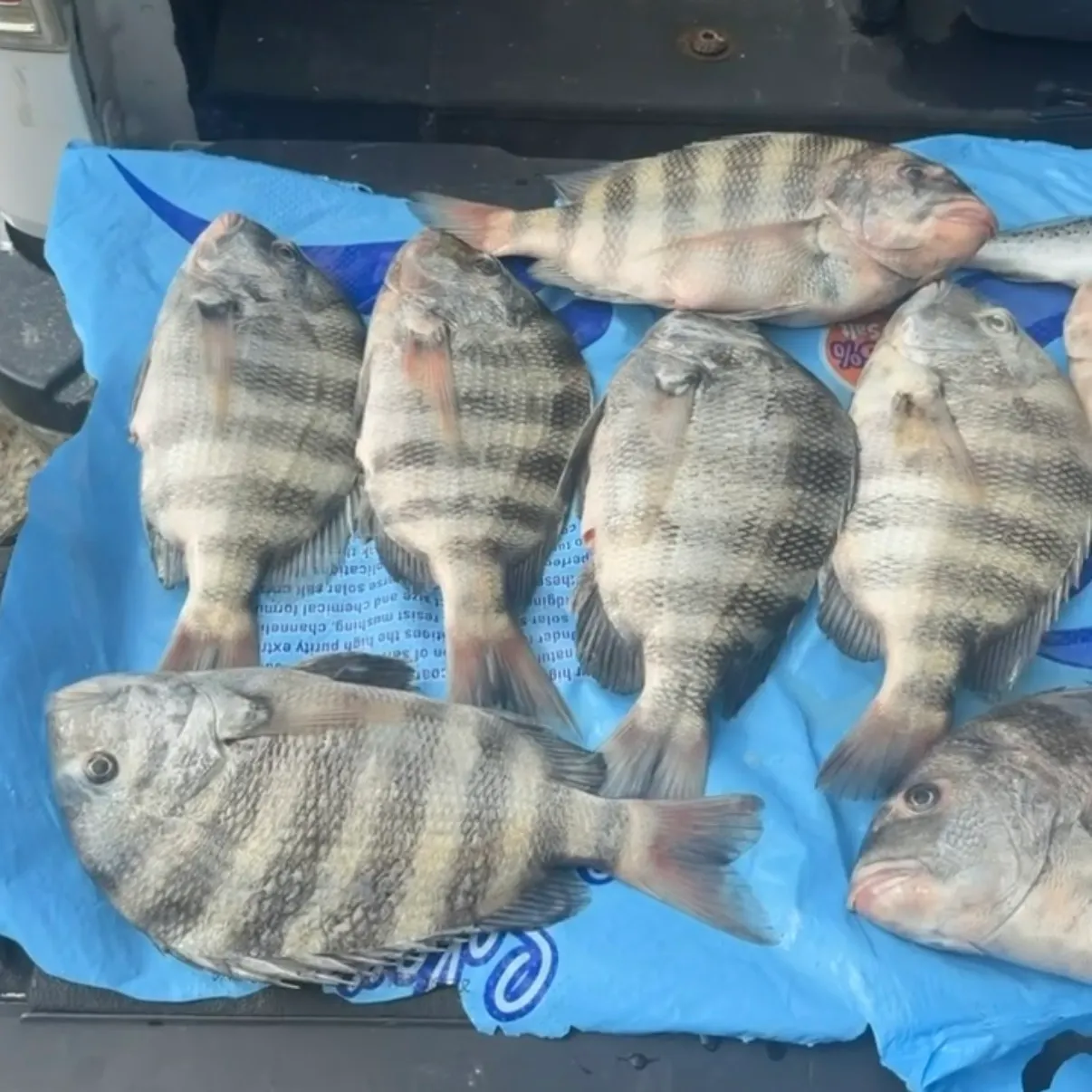 Sheepshead caught on Fishbrain