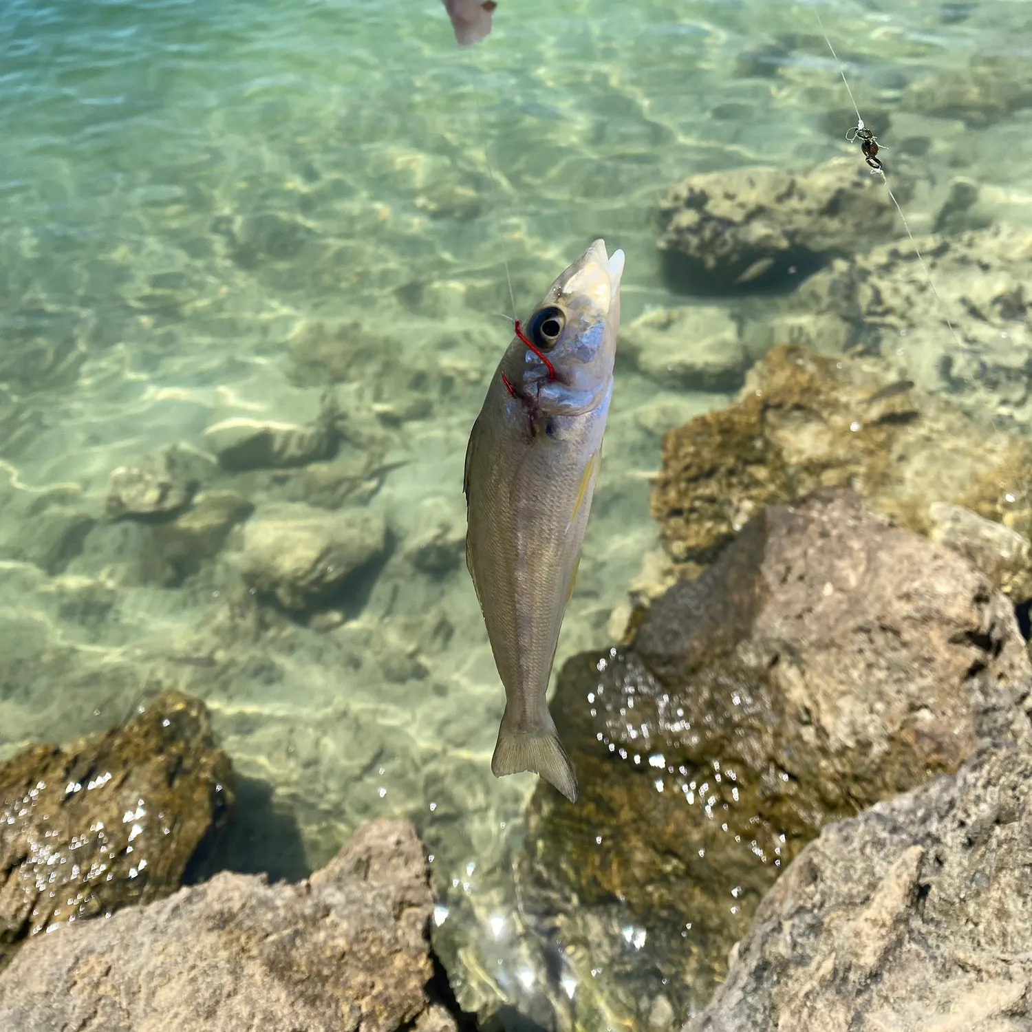 The most recent Australian ruff catches on Fishbrain