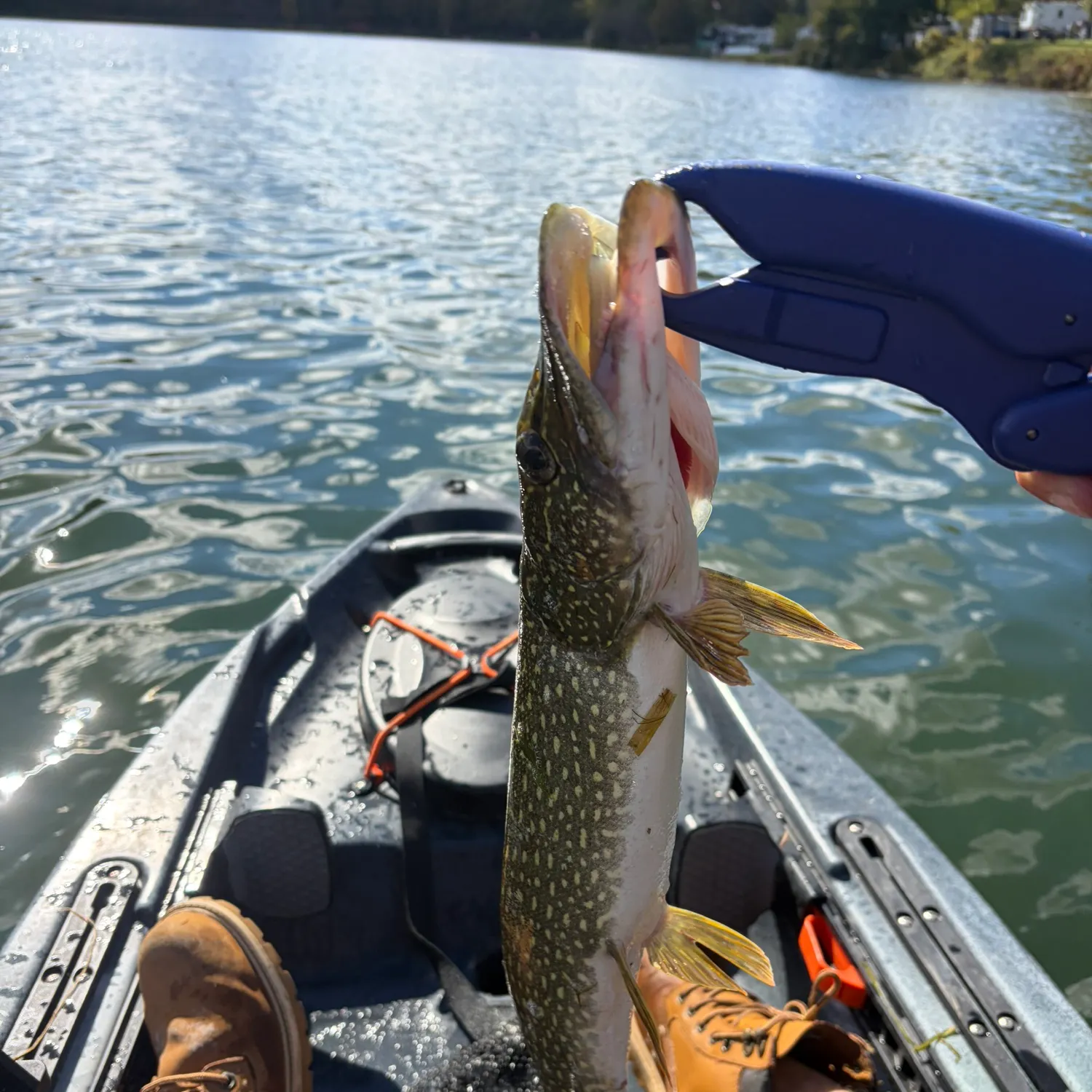 Northern pike caught on Fishbrain
