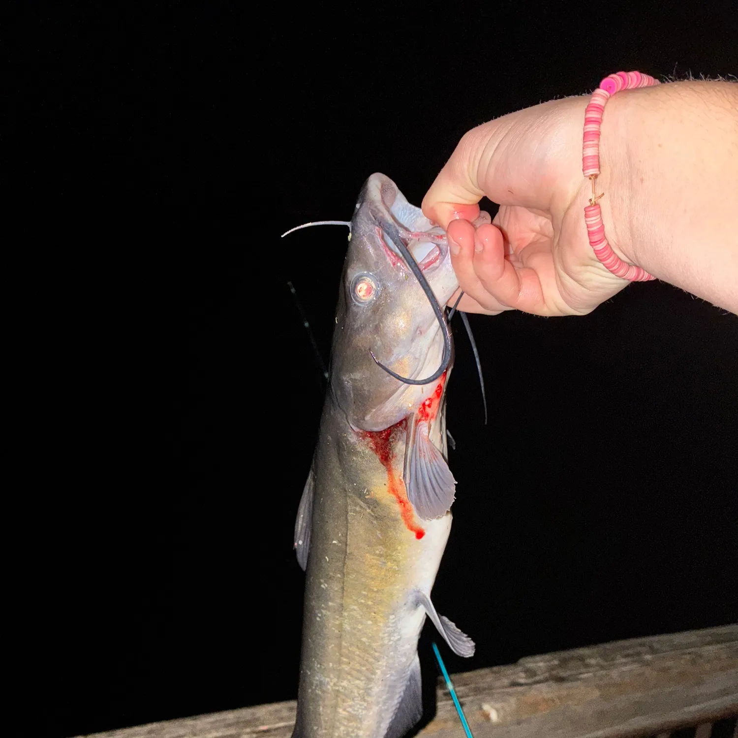 Channel catfish caught on Fishbrain