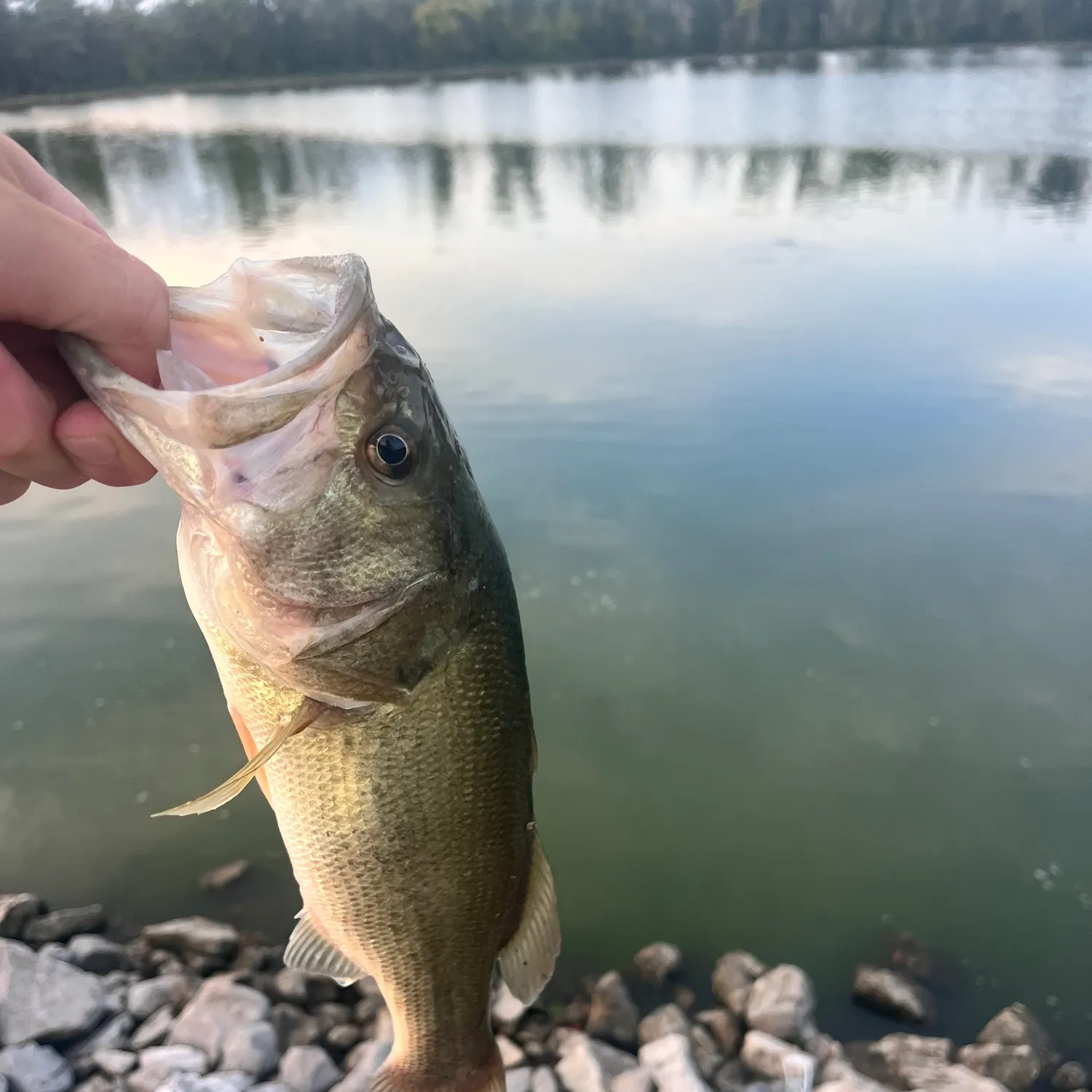 Largemouth bass caught on Fishbrain
