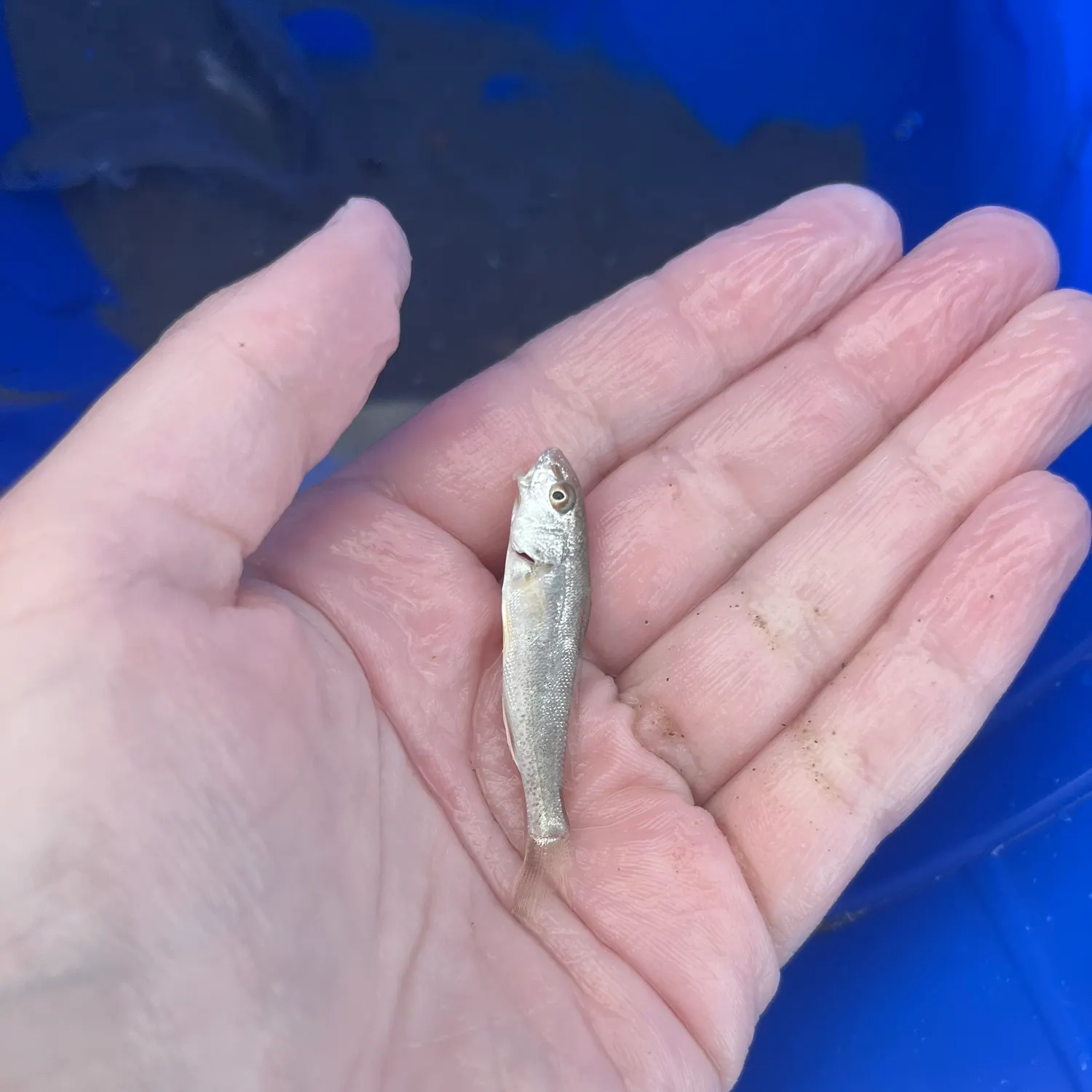 Gray weakfish caught on Fishbrain