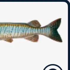 Tiger muskie caught on Fishbrain