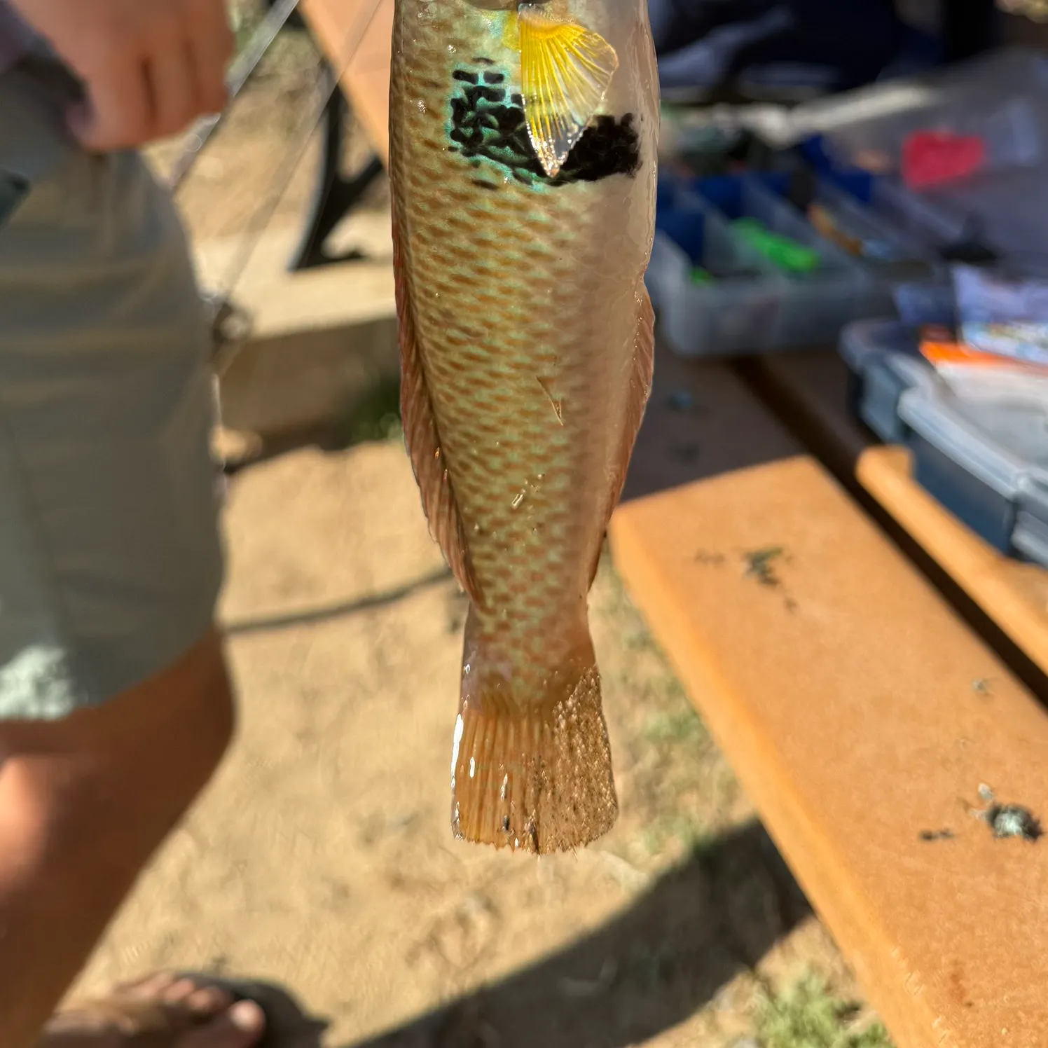 The most recent Rock wrasse catches on Fishbrain