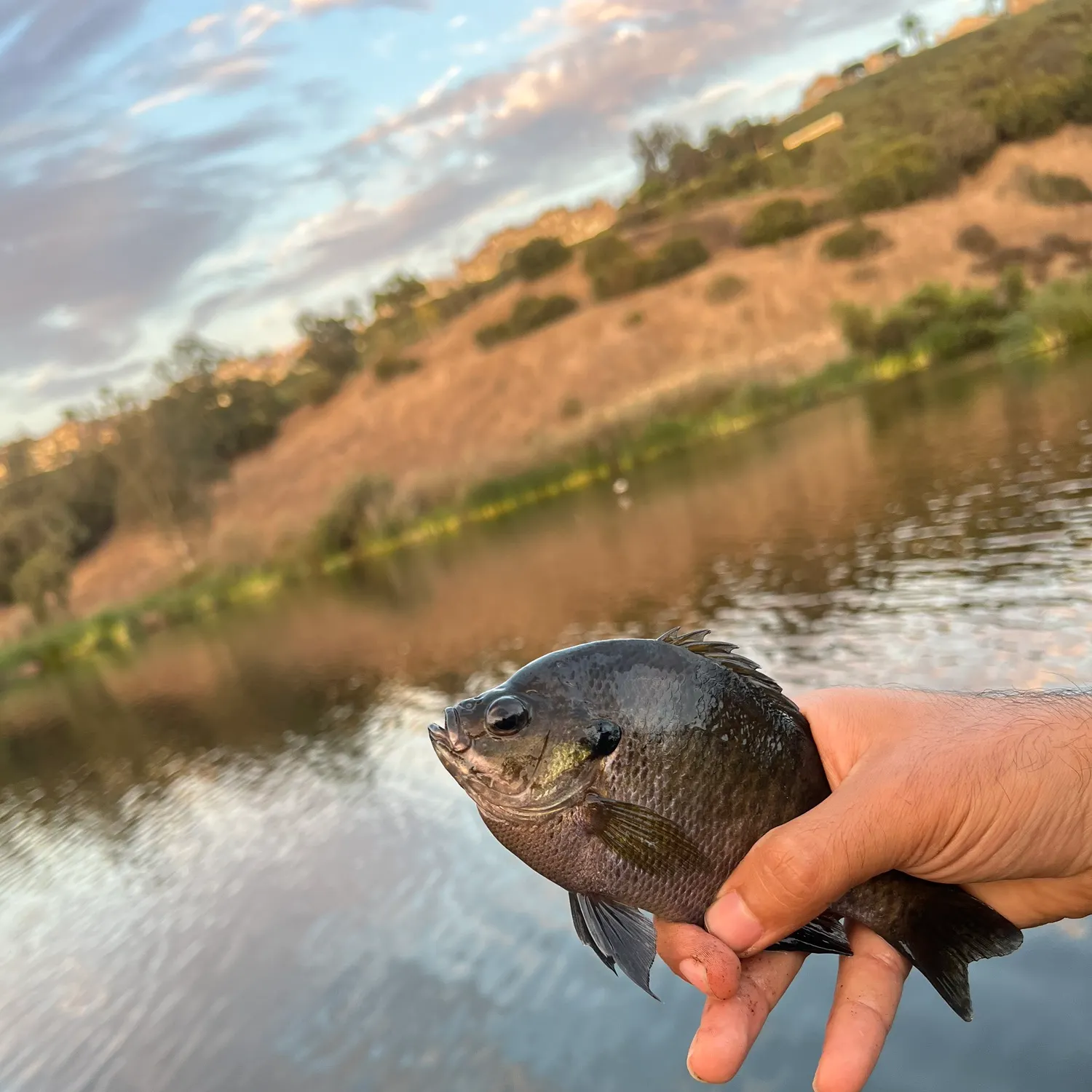 Fish caught on Fishbrain