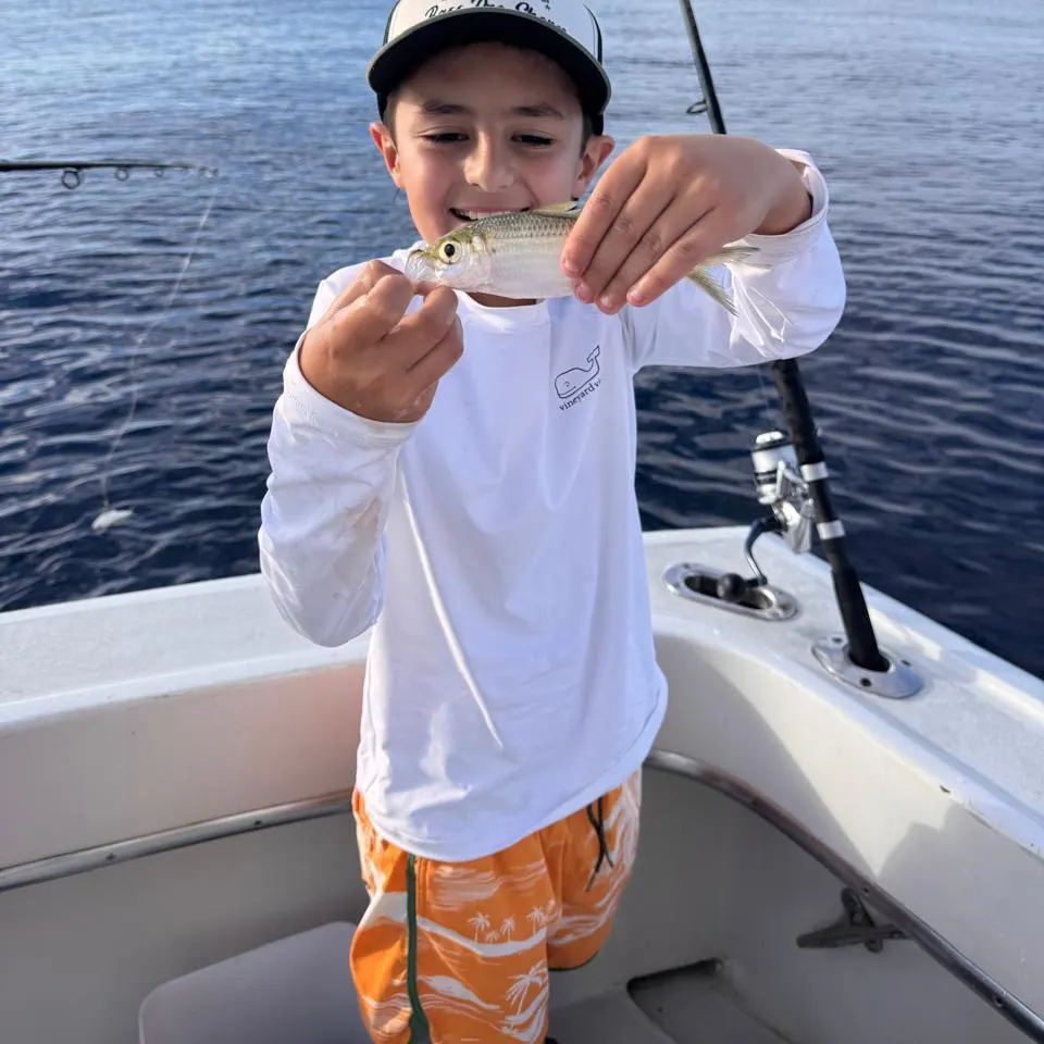 The most recent Scaled herring catches on Fishbrain