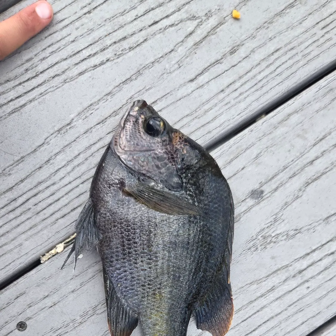 Coppernose bluegill caught on Fishbrain