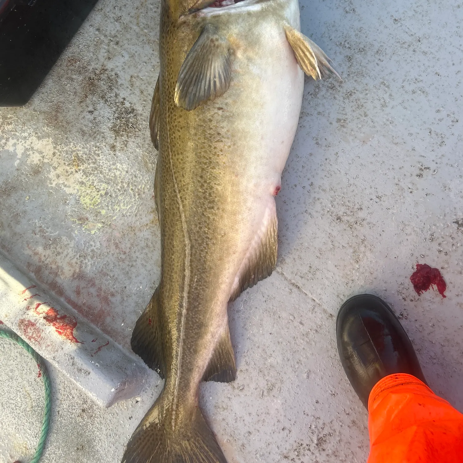 Atlantic cod caught on Fishbrain
