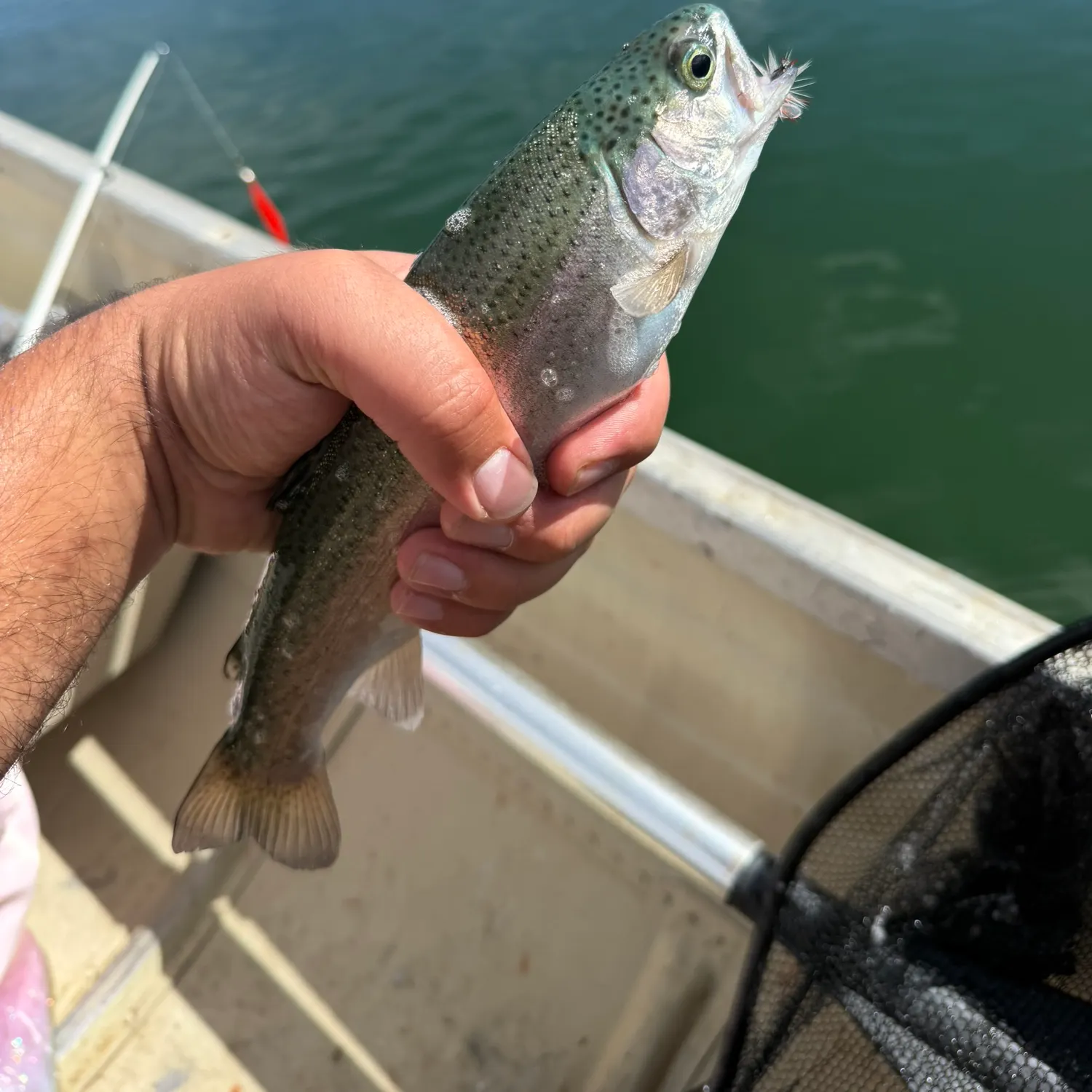 Fish caught on Fishbrain