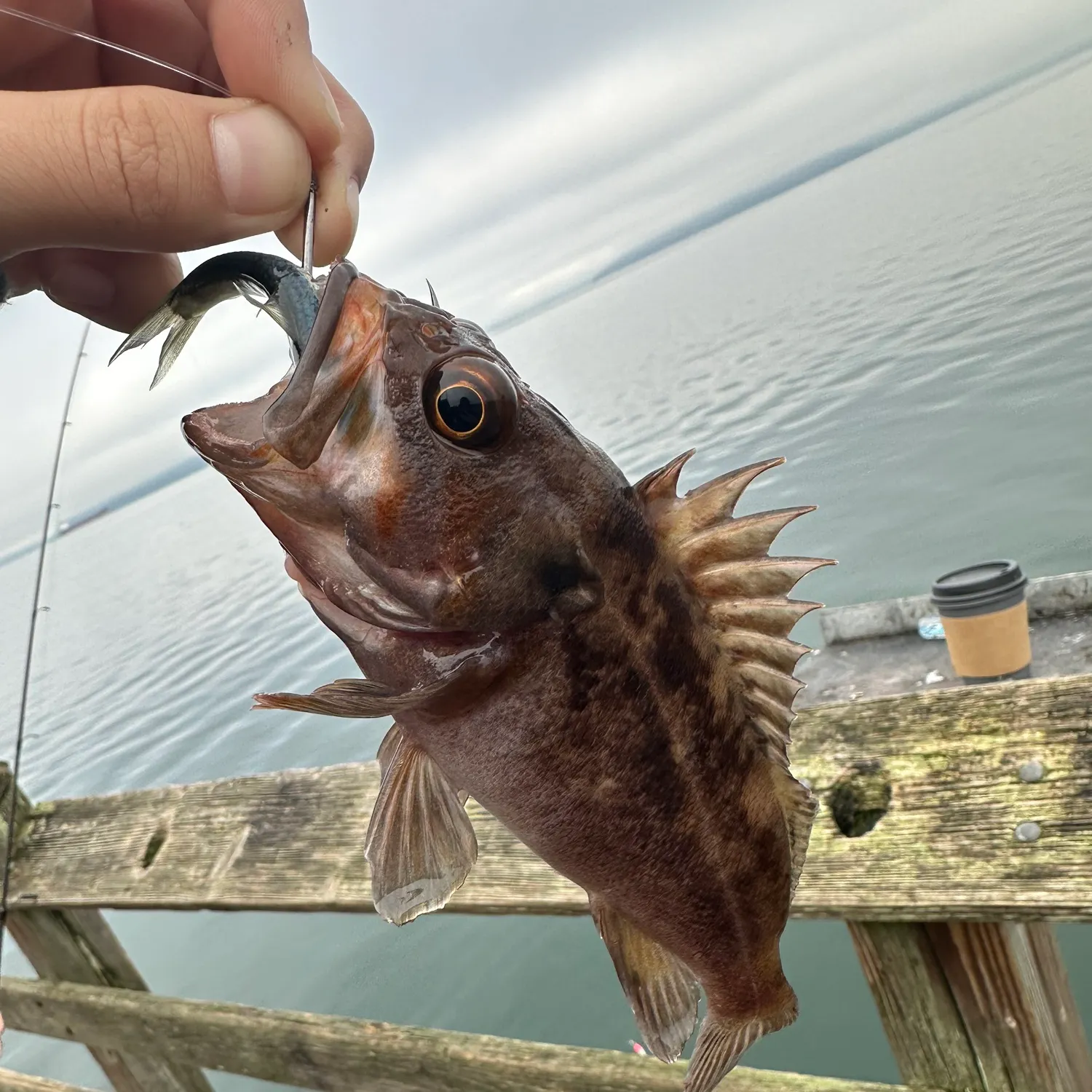 The most recent Brown rockfish catches on Fishbrain