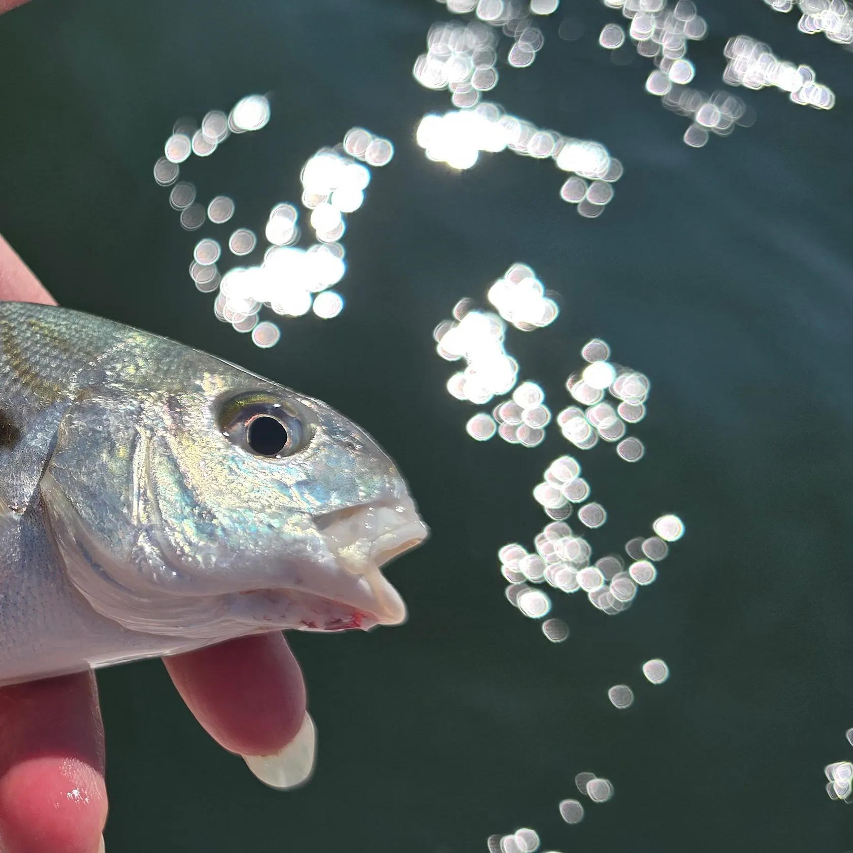 Spot croaker caught on Fishbrain