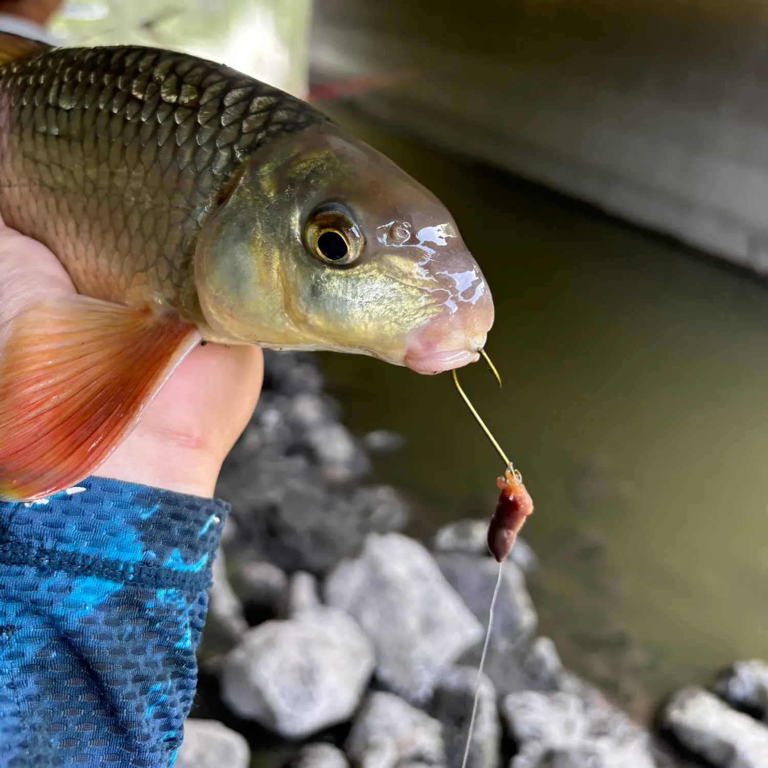 Greater redhorse caught on Fishbrain