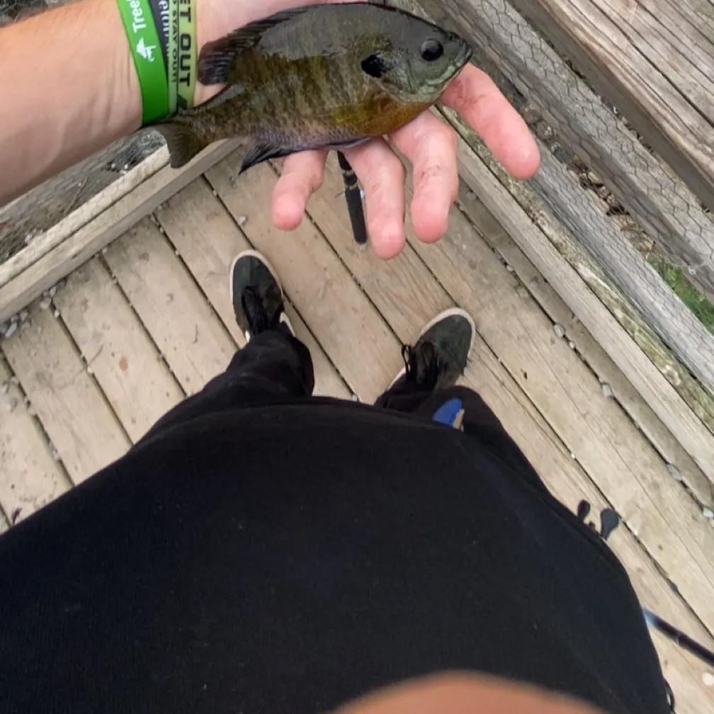 Bluegill caught on Fishbrain
