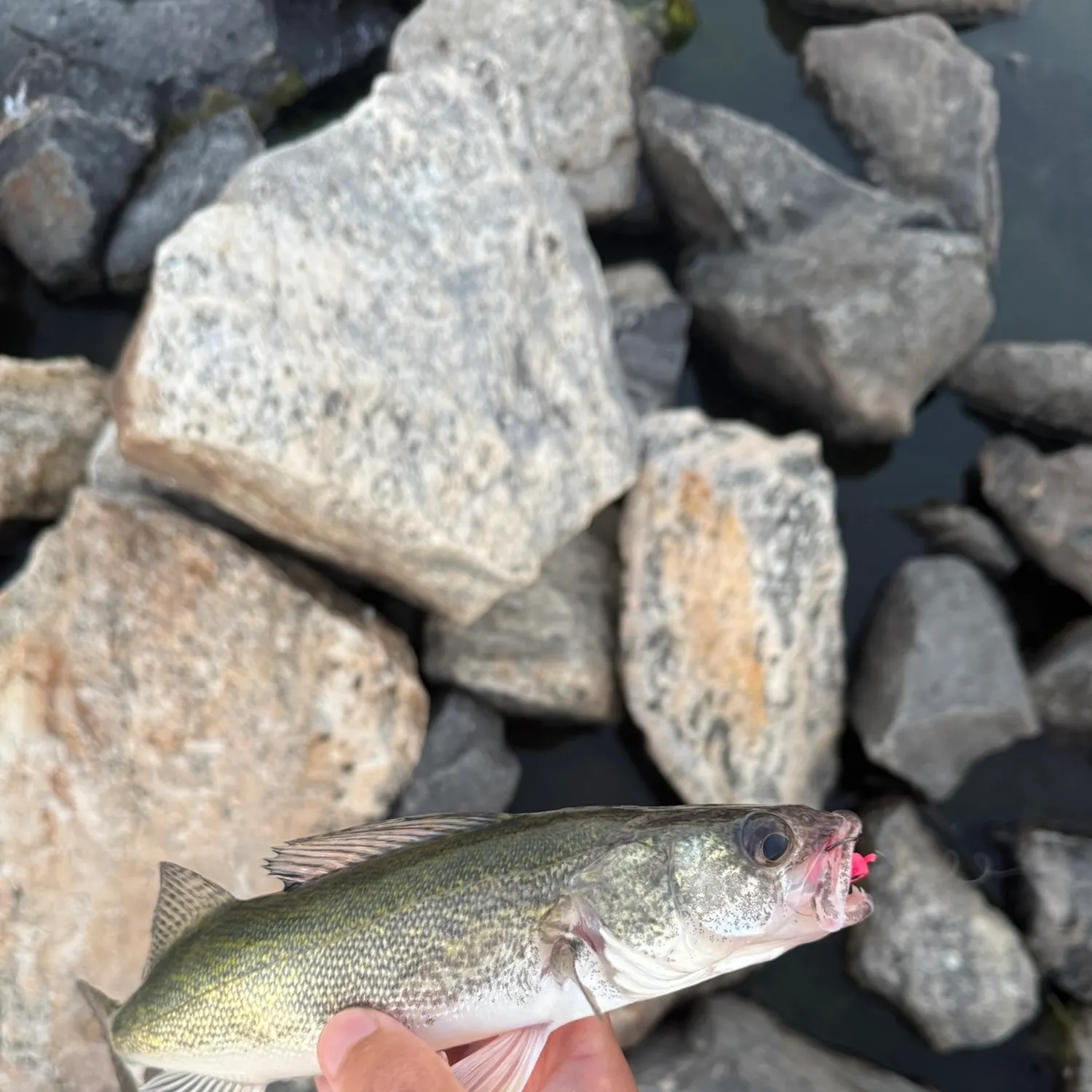 Walleye caught on Fishbrain