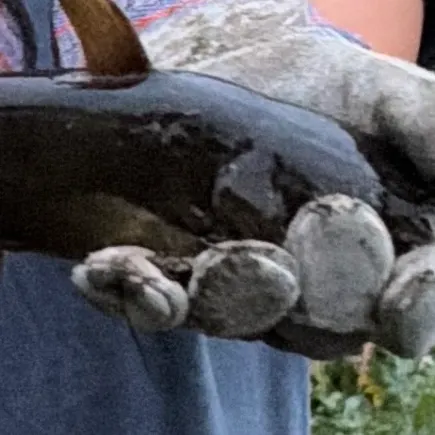 Channel catfish caught on Fishbrain