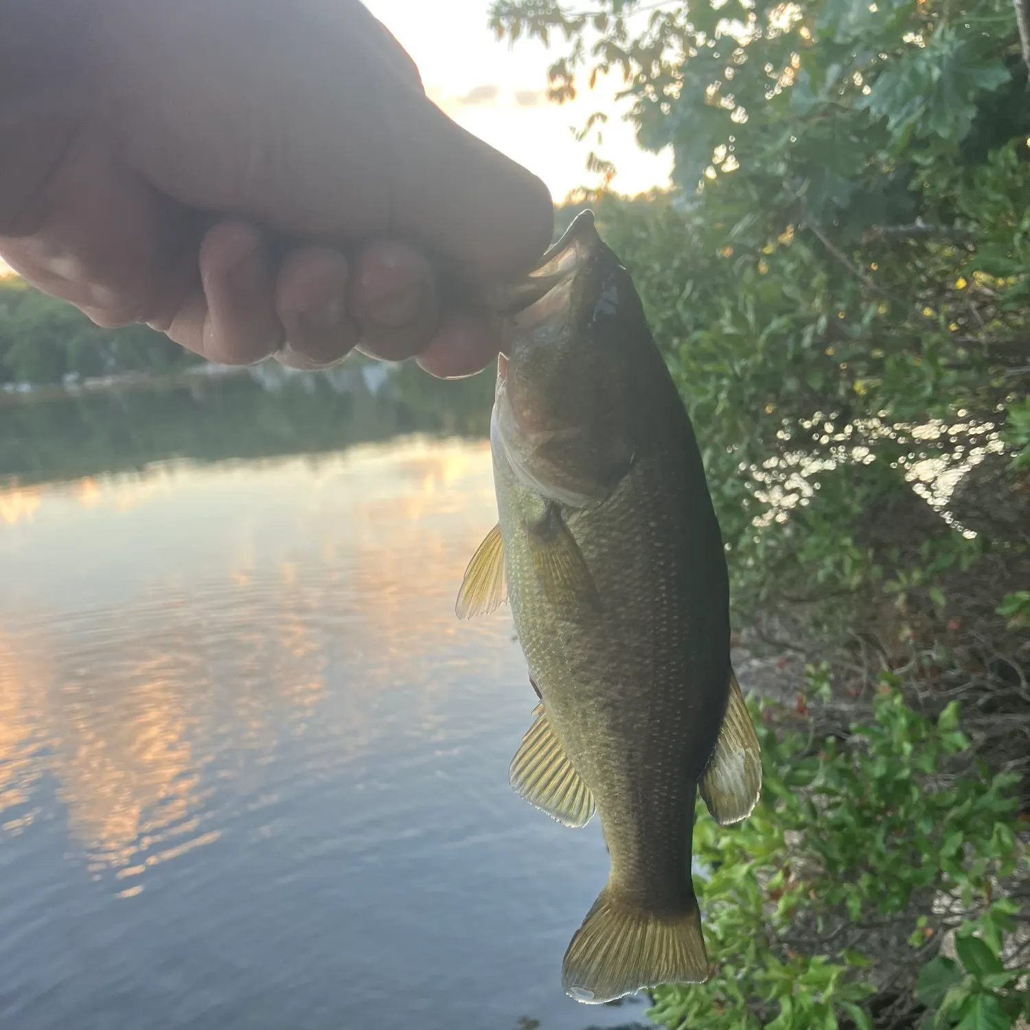 Largemouth bass caught on Fishbrain