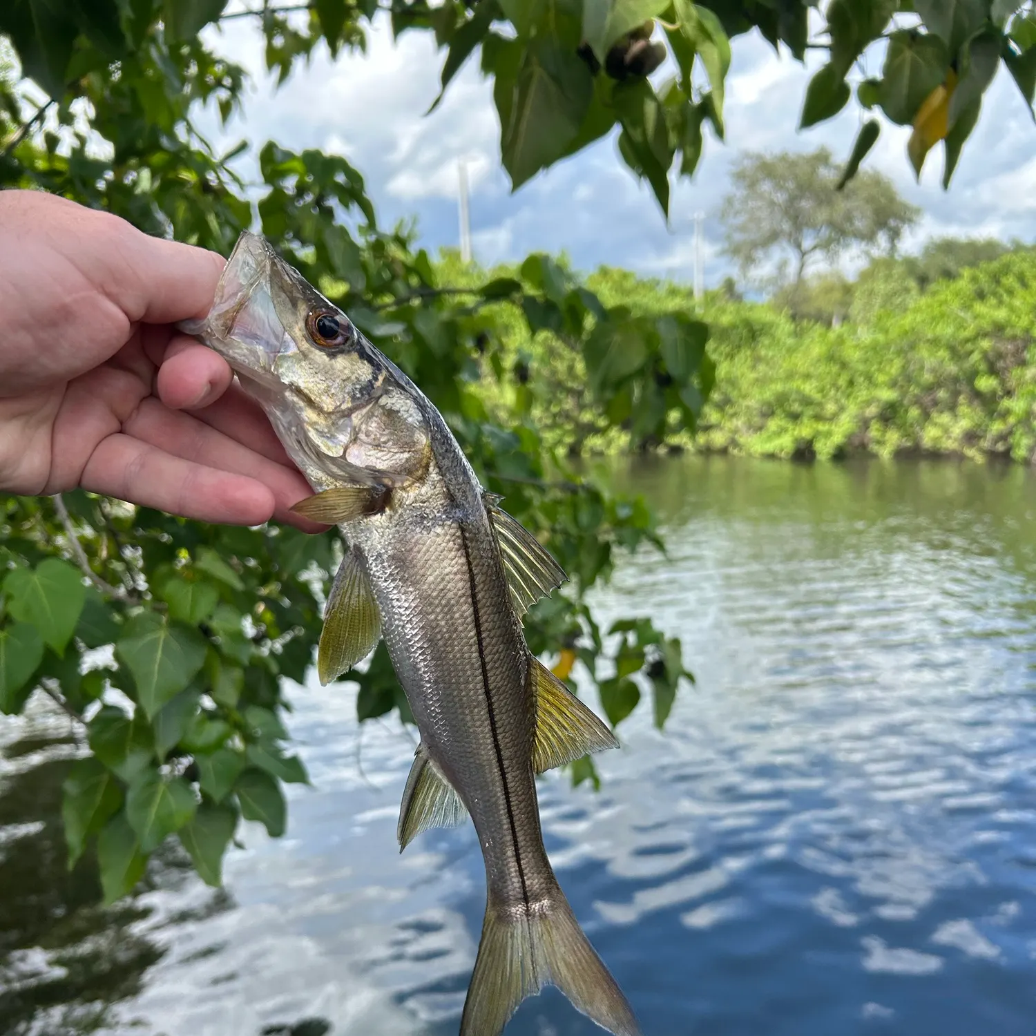 Common snook caught on Fishbrain