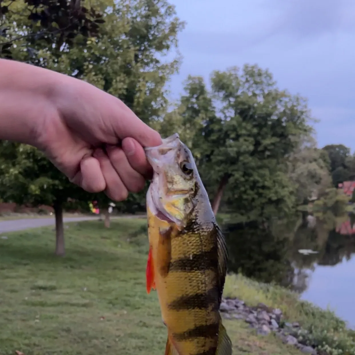 Yellow perch caught on Fishbrain