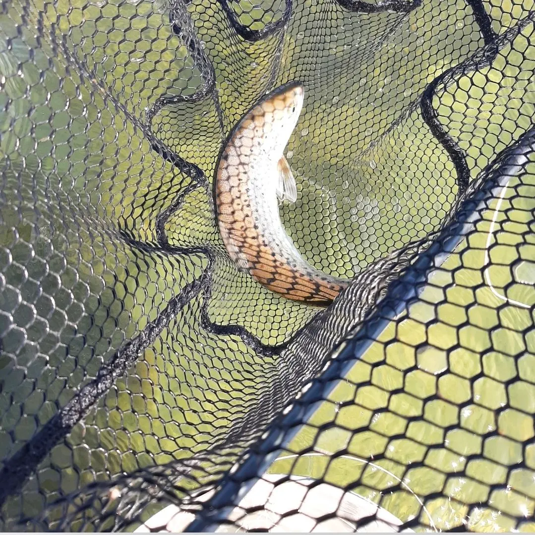 Sea trout caught on Fishbrain