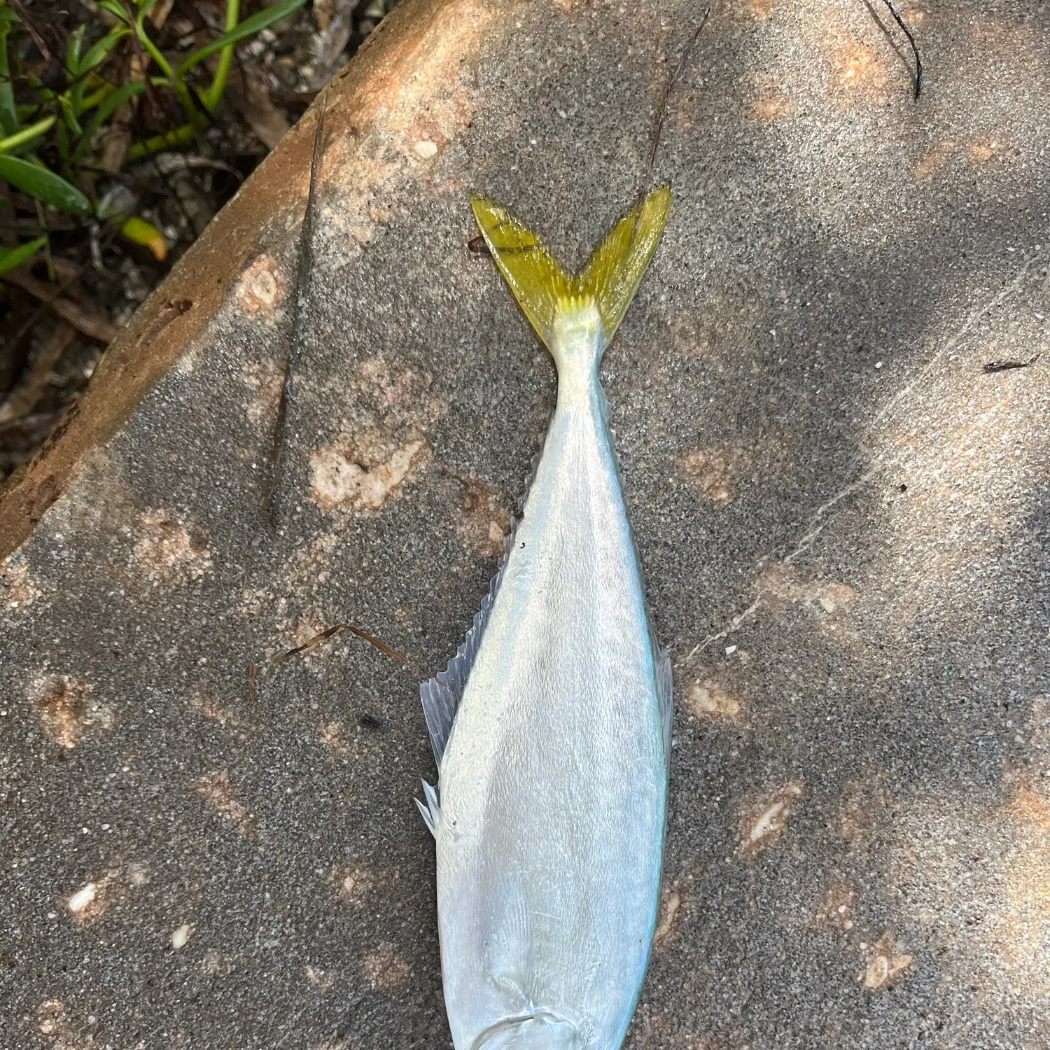 Leatherjack caught on Fishbrain