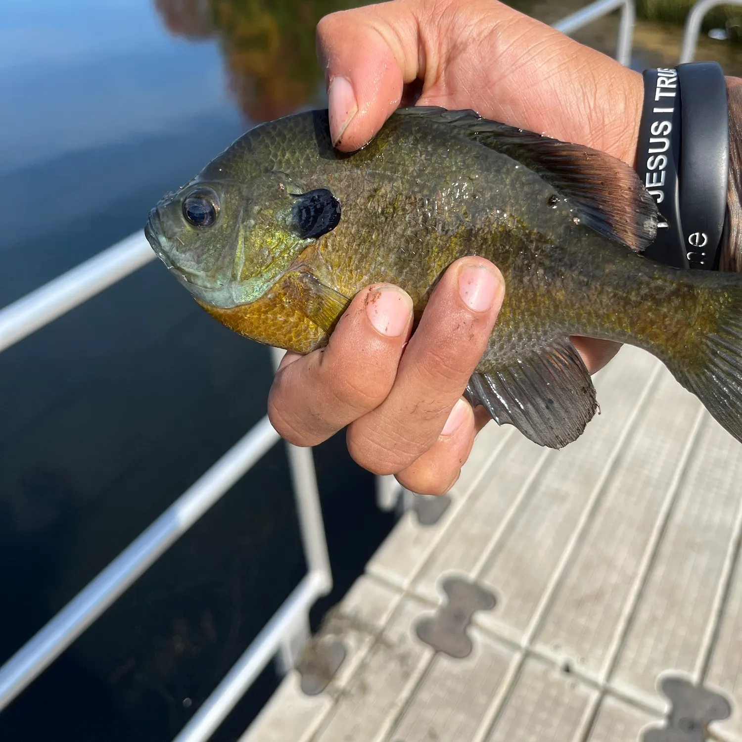 Bluegill caught on Fishbrain