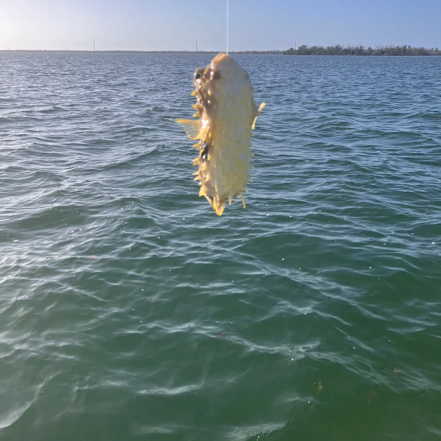 The most recent Spotted green pufferfish catches on Fishbrain